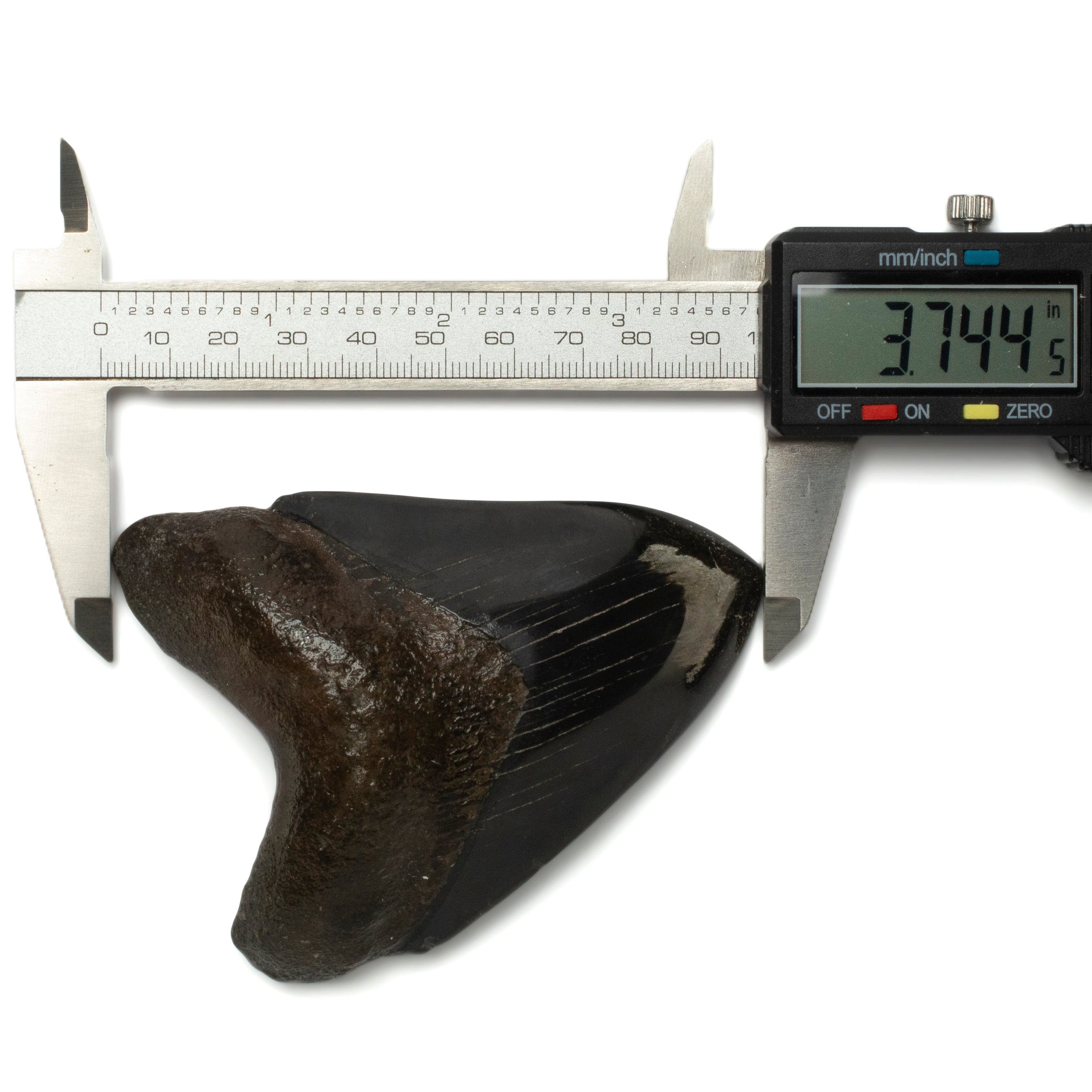 Kalifano Megalodon Teeth Megalodon Tooth from South Carolina - 3.7" ST2000.107