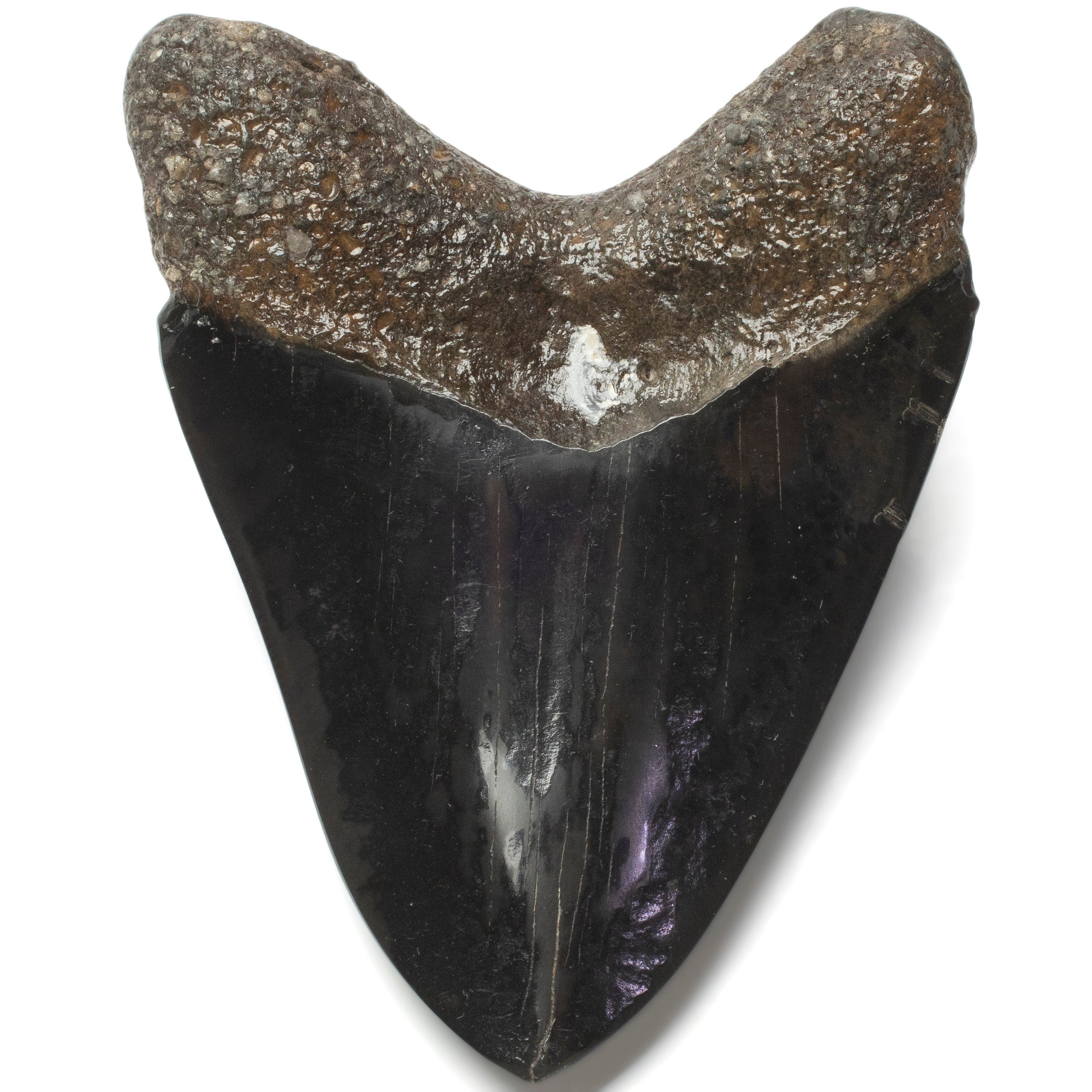 Kalifano Megalodon Teeth Megalodon Tooth from South Carolina - 3.7" ST2000.107