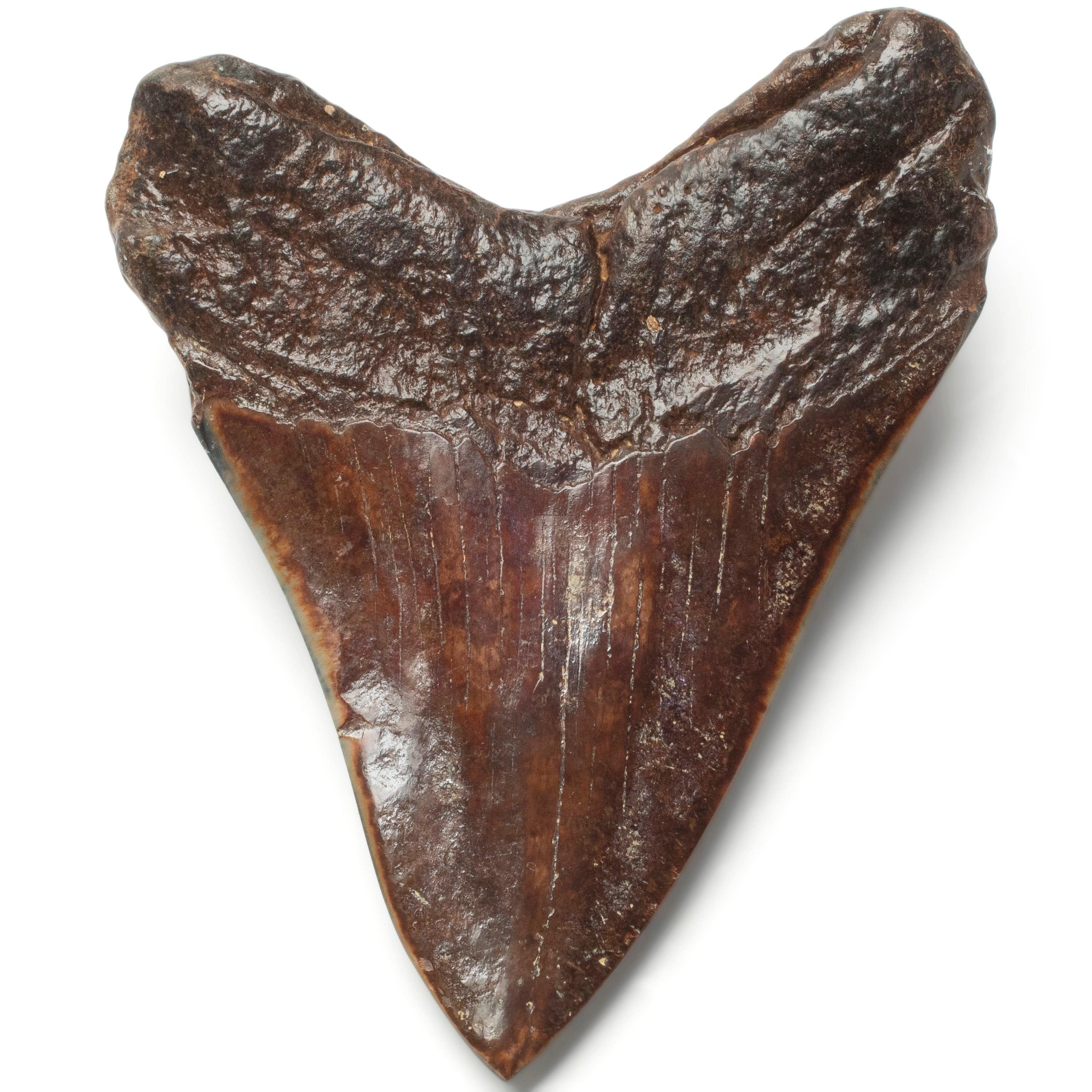 Kalifano Megalodon Teeth Megalodon Tooth from South Carolina - 3.8" ST2000.114