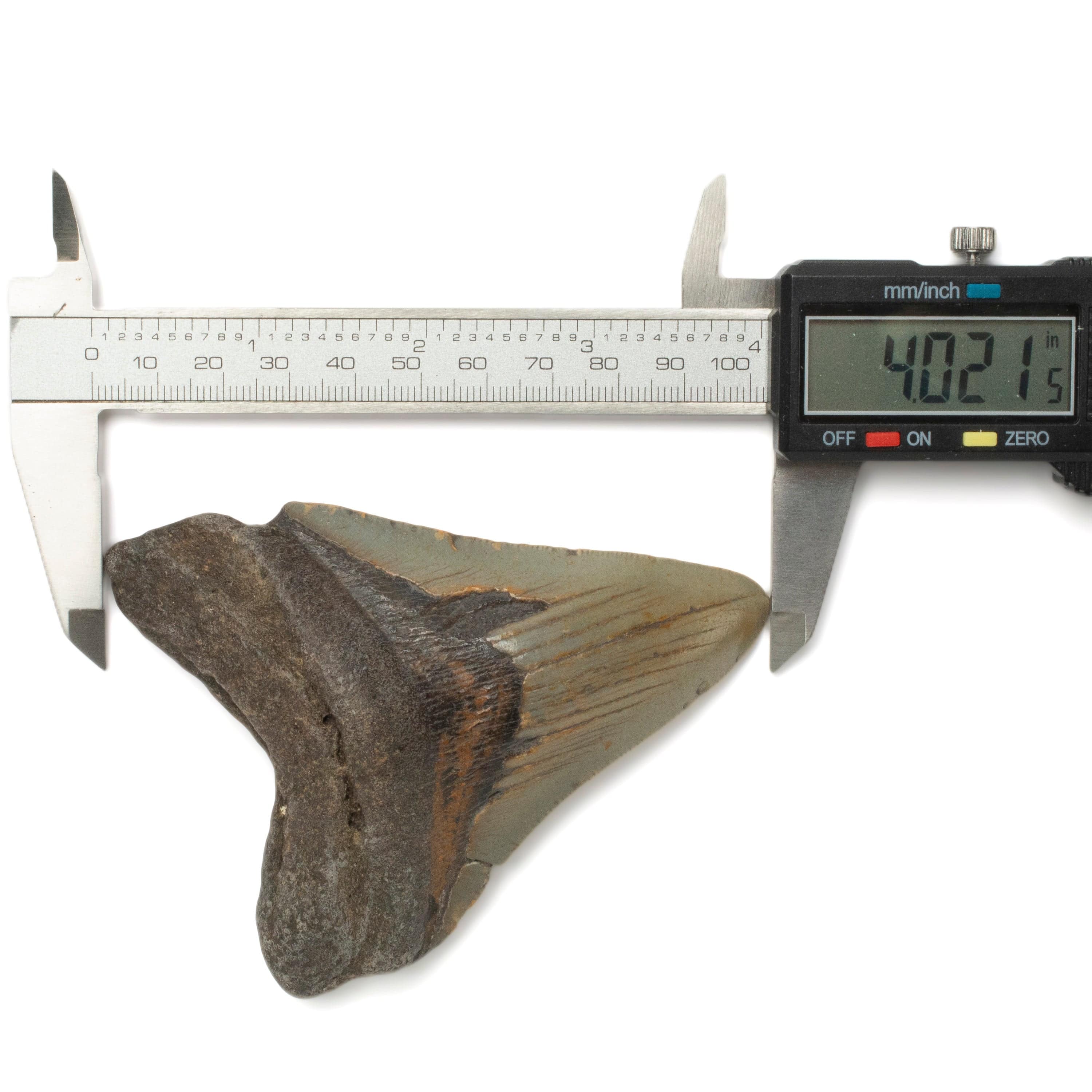 Kalifano Megalodon Teeth Megalodon Tooth from South Carolina - 3.9" ST1600.030