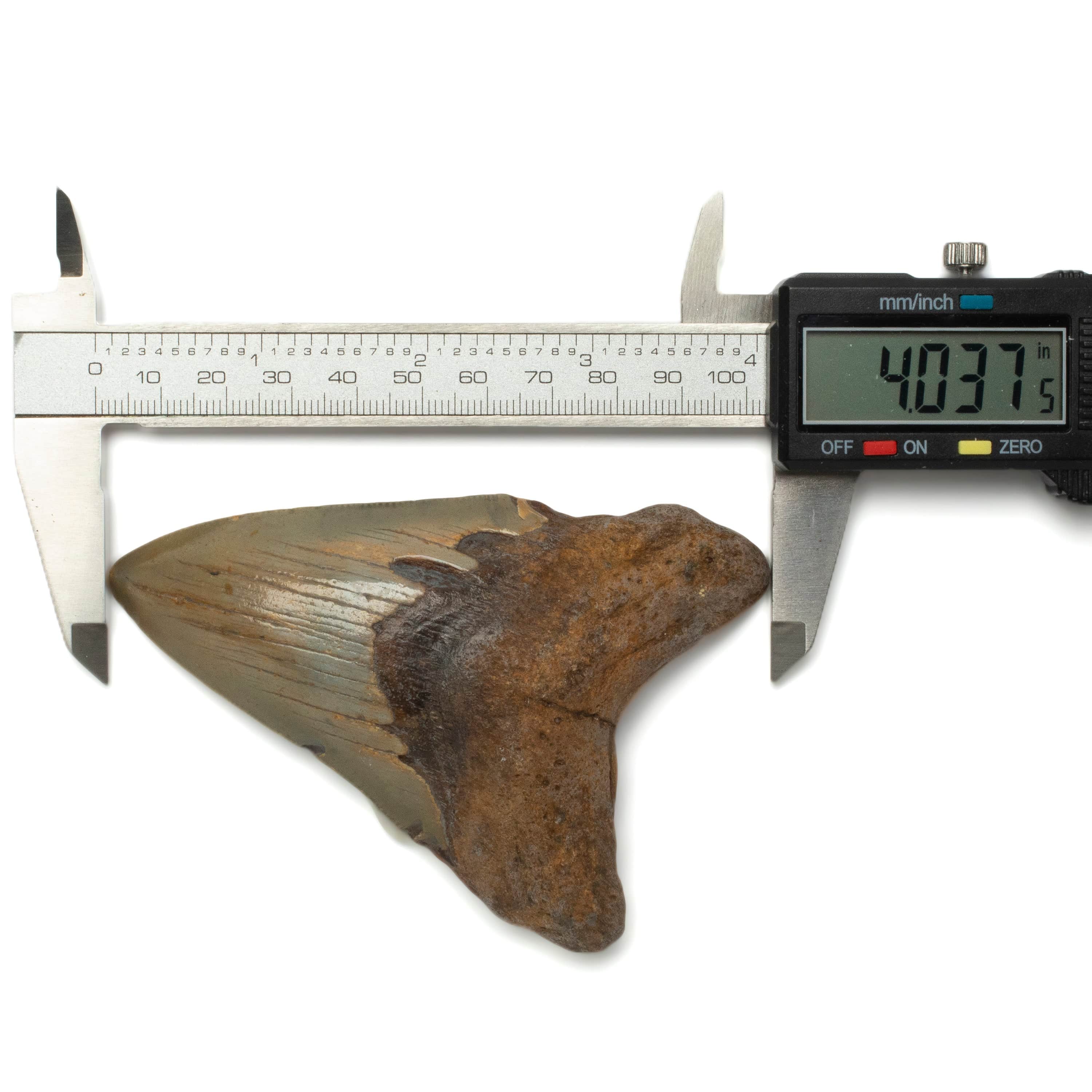 Kalifano Megalodon Teeth Megalodon Tooth from South Carolina - 3.9" ST1600.034