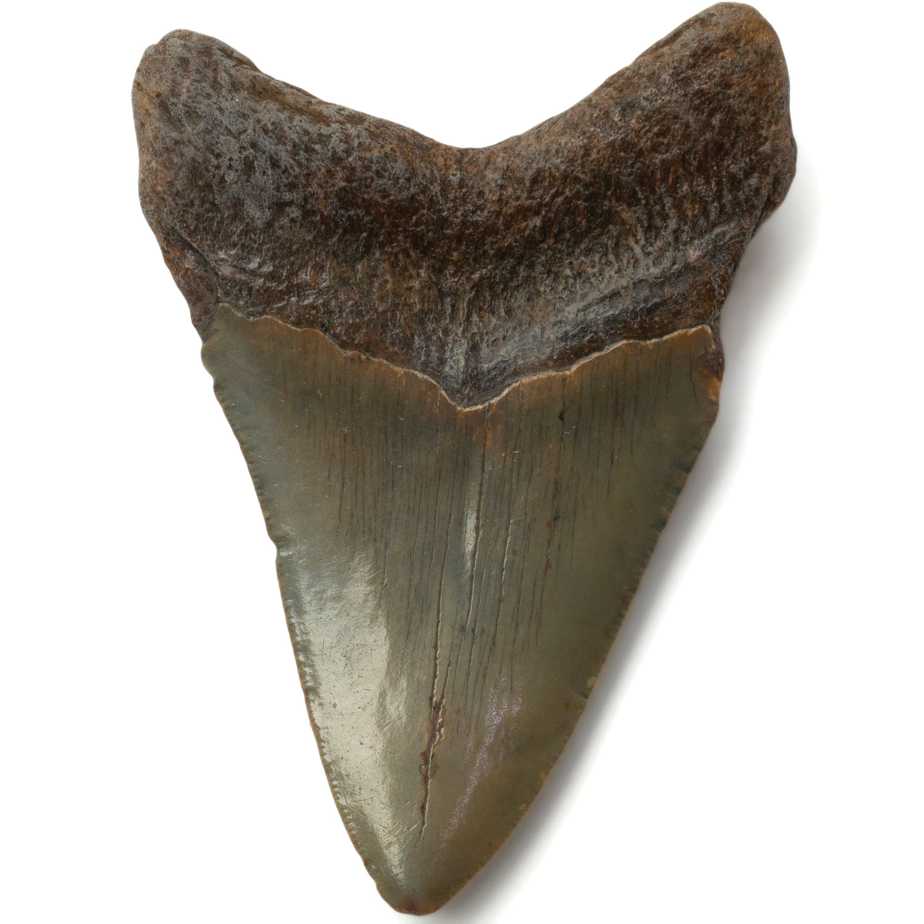 Kalifano Megalodon Teeth Megalodon Tooth from South Carolina - 3.9" ST1600.034