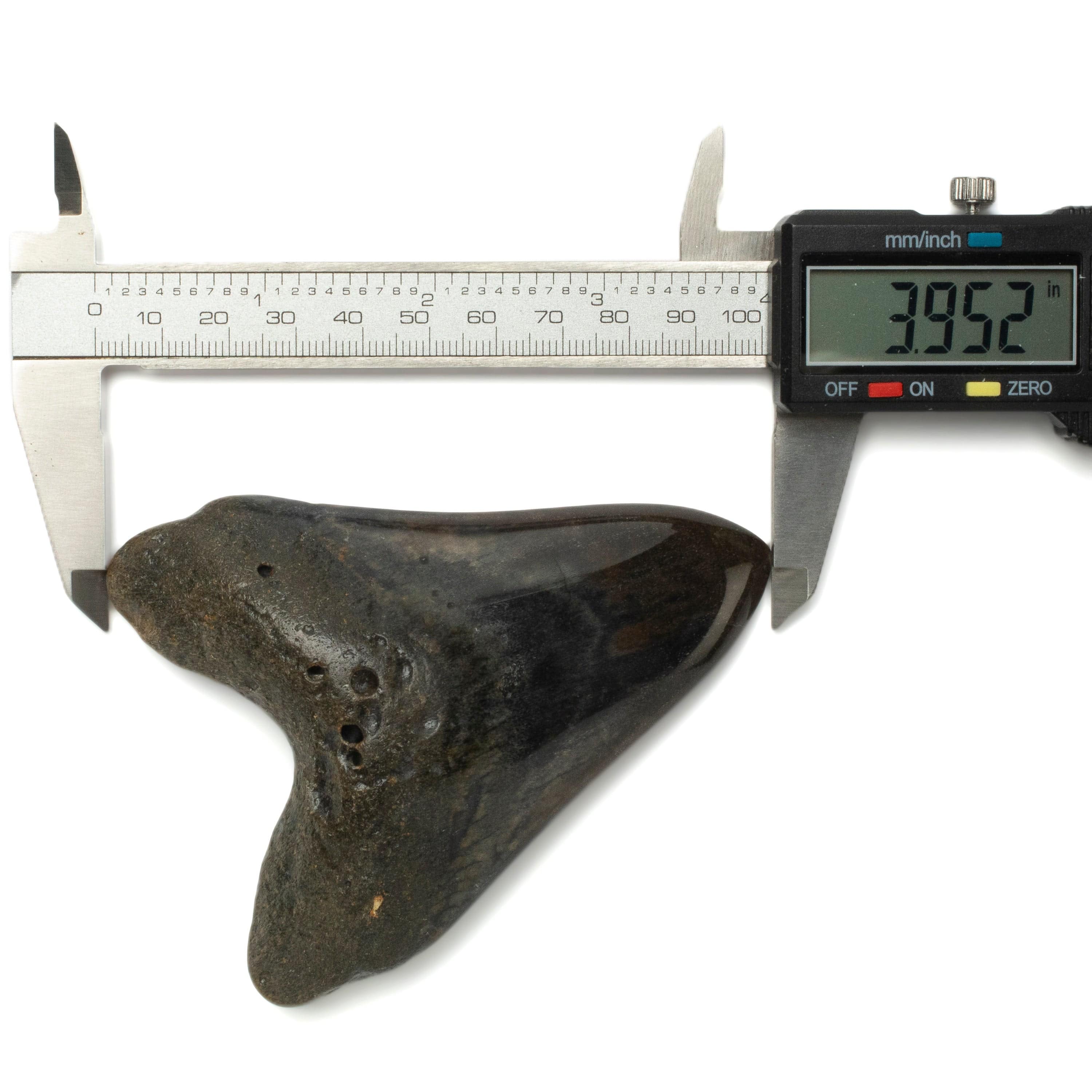 Kalifano Megalodon Teeth Megalodon Tooth from South Carolina - 3.9" ST2000.092