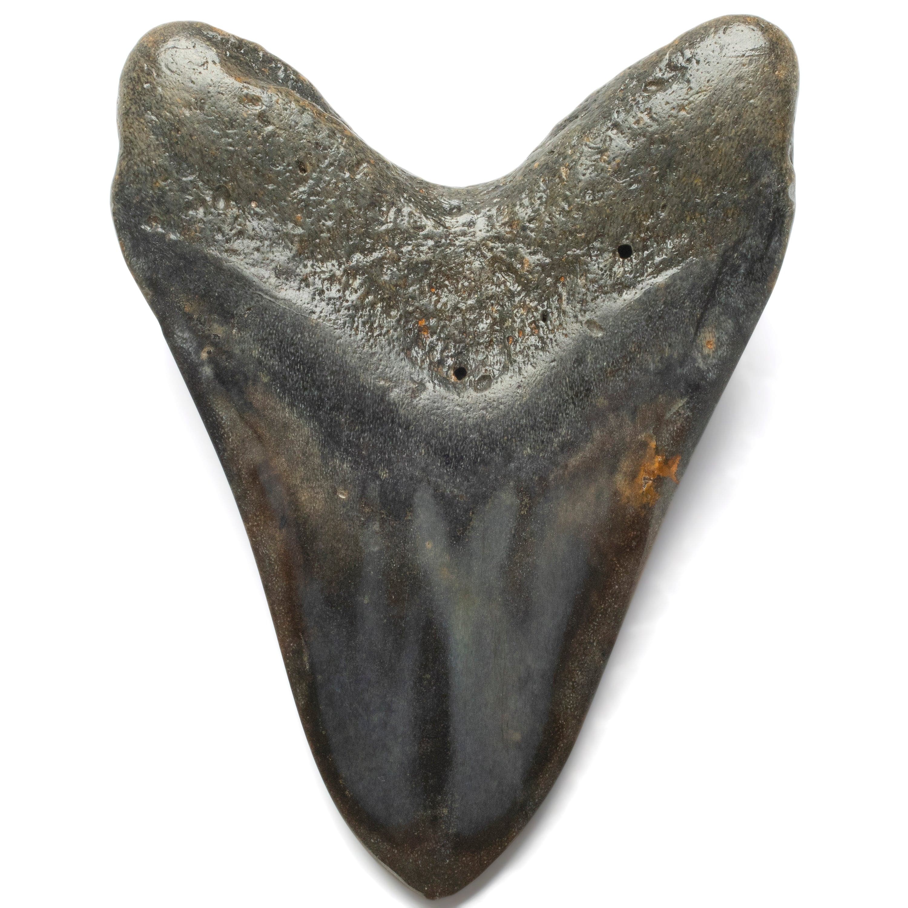 Kalifano Megalodon Teeth Megalodon Tooth from South Carolina - 3.9" ST2000.092