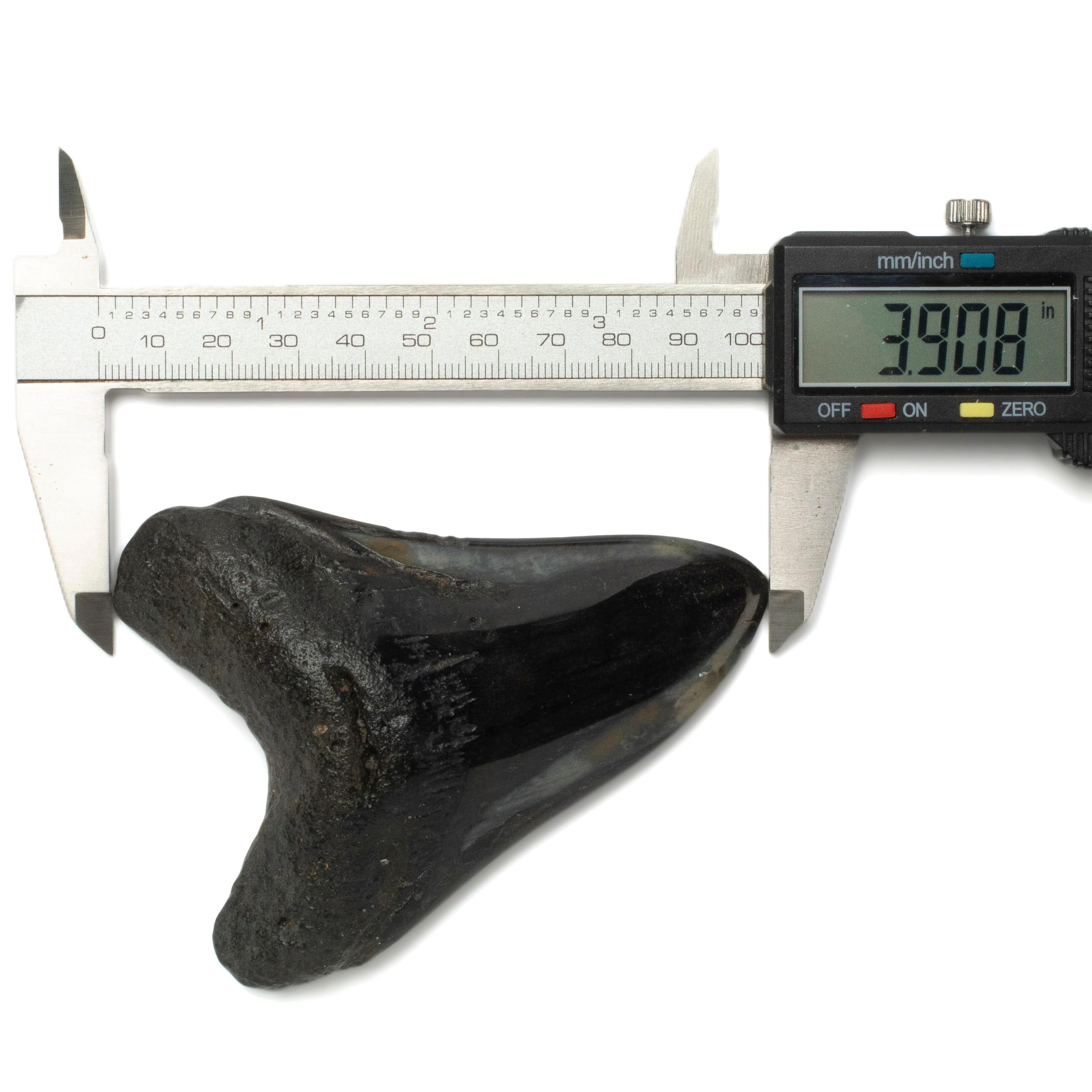 Kalifano Megalodon Teeth Megalodon Tooth from South Carolina - 3.9" ST2000.101