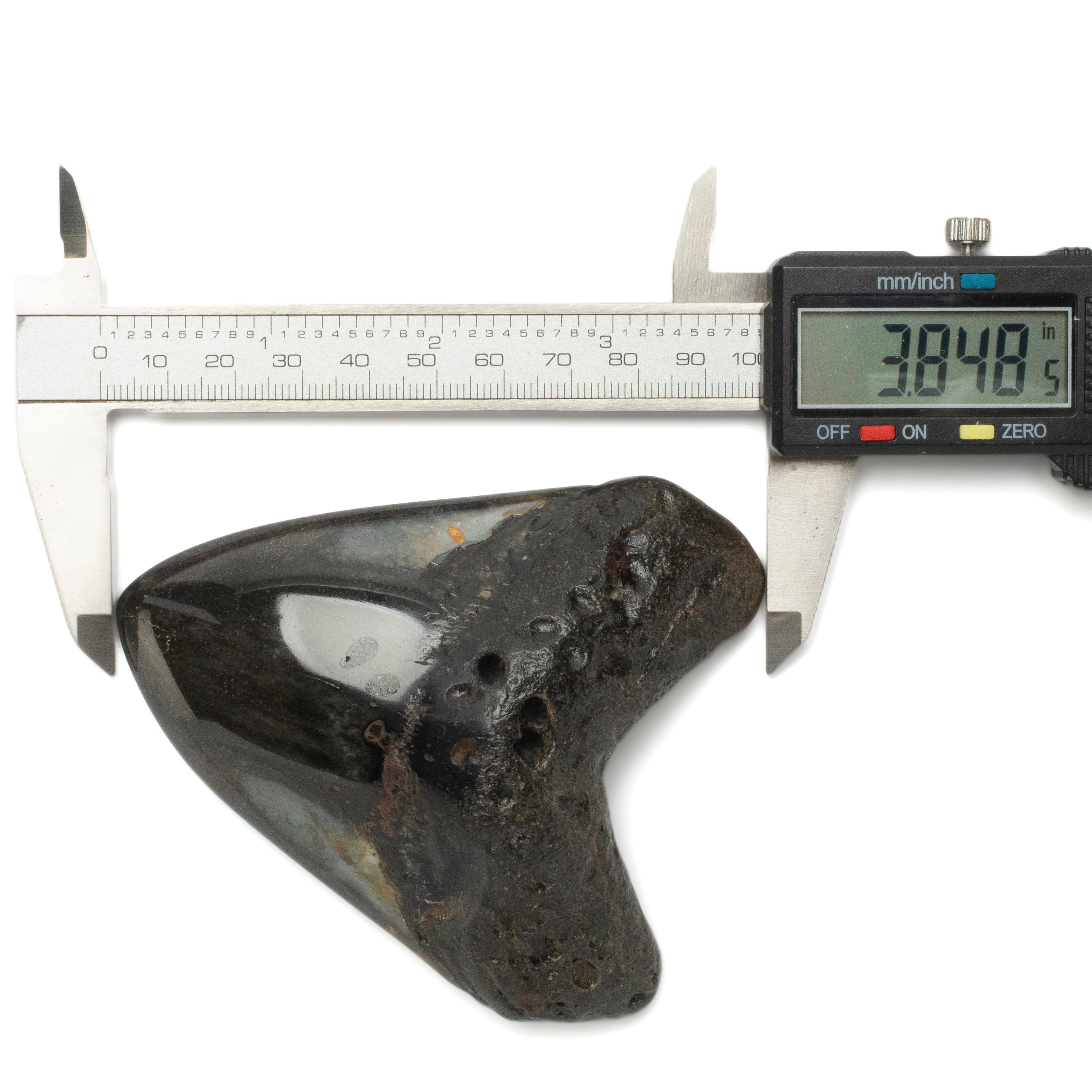 Kalifano Megalodon Teeth Megalodon Tooth from South Carolina - 3.9" ST2000.115