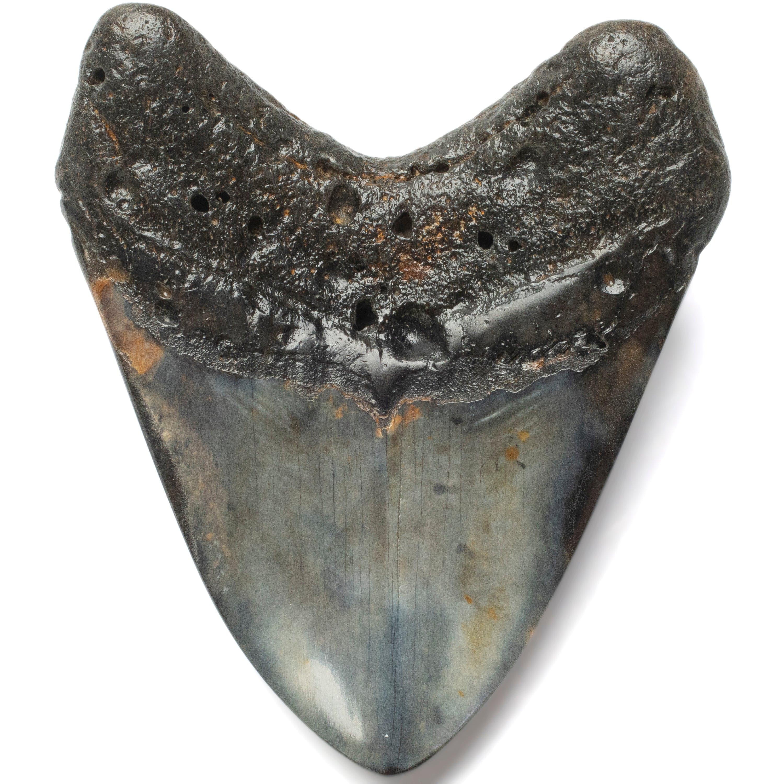 Kalifano Megalodon Teeth Megalodon Tooth from South Carolina - 3.9" ST2000.115