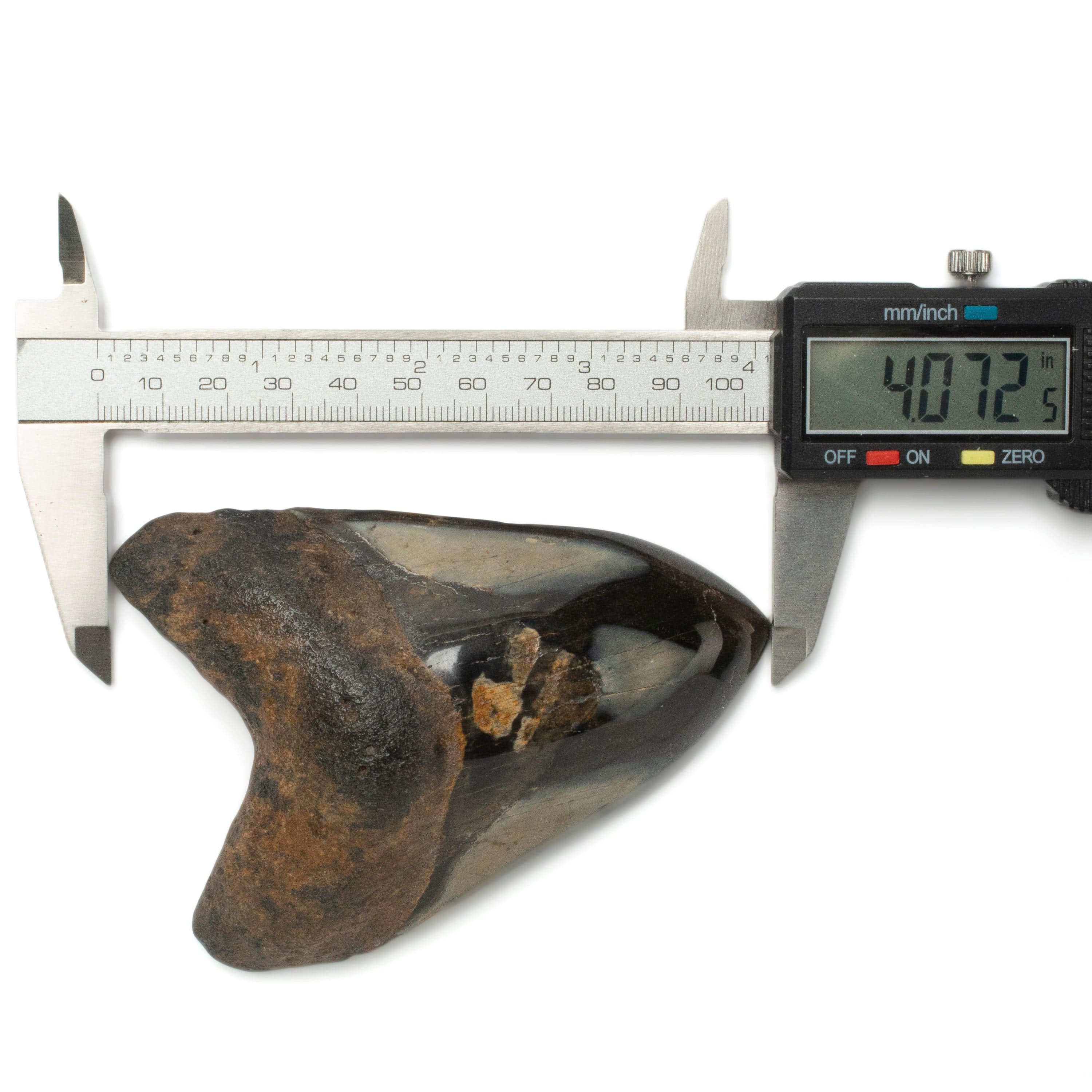 Kalifano Megalodon Teeth Megalodon Tooth from South Carolina - 4.0" ST2000.097