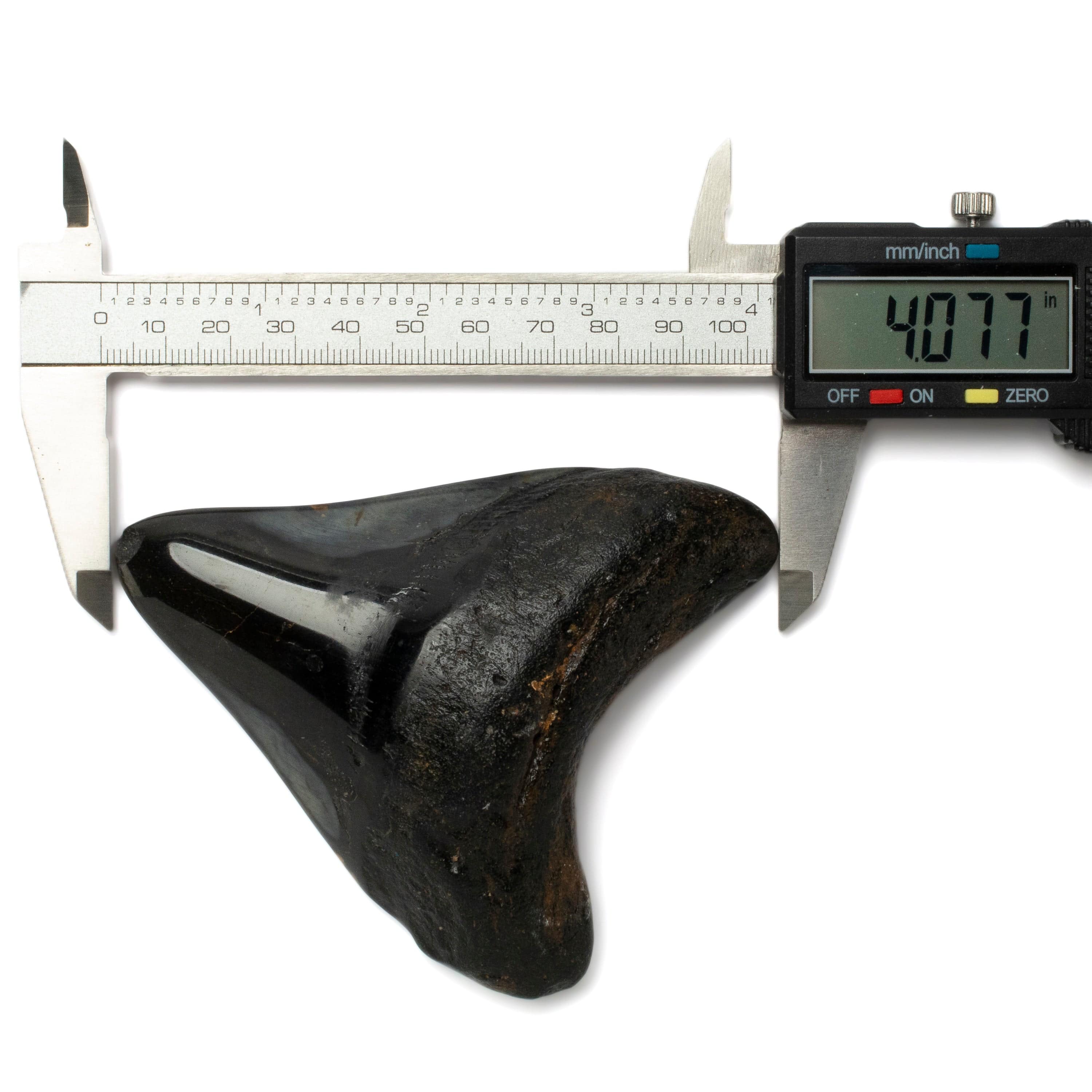 Kalifano Megalodon Teeth Megalodon Tooth from South Carolina - 4.0" ST2000.099
