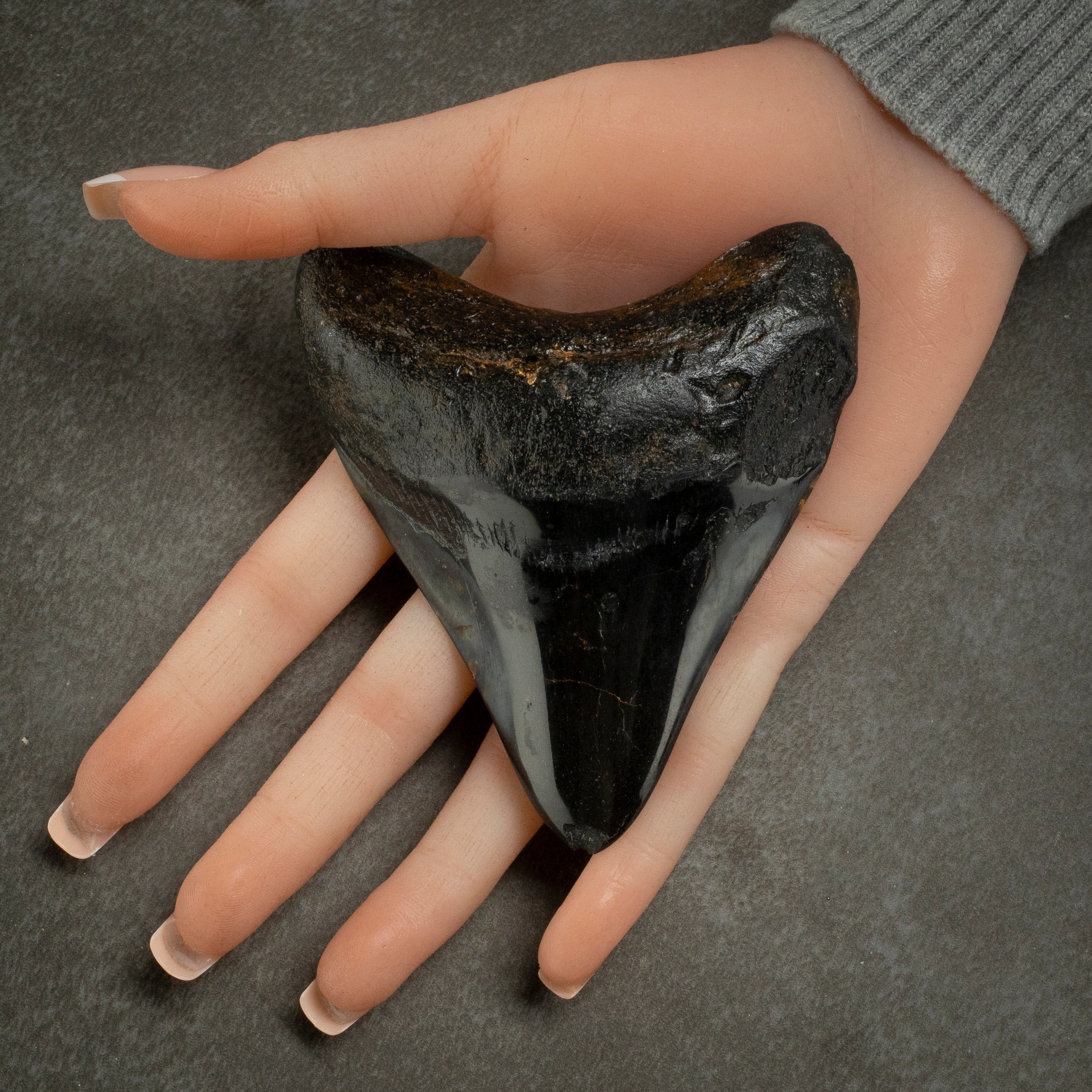 Kalifano Megalodon Teeth Megalodon Tooth from South Carolina - 4.0" ST2000.099