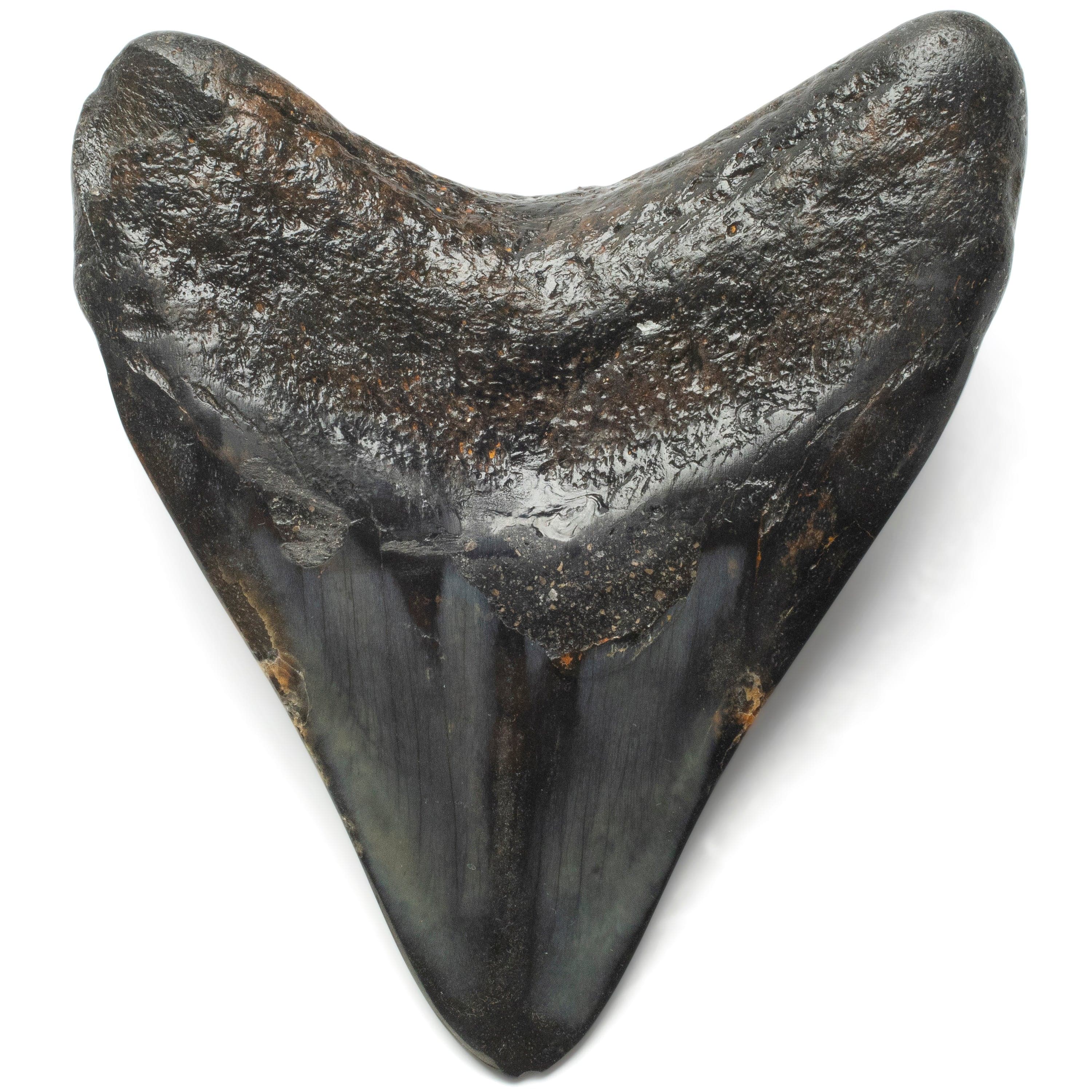 Kalifano Megalodon Teeth Megalodon Tooth from South Carolina - 4.0" ST2000.099