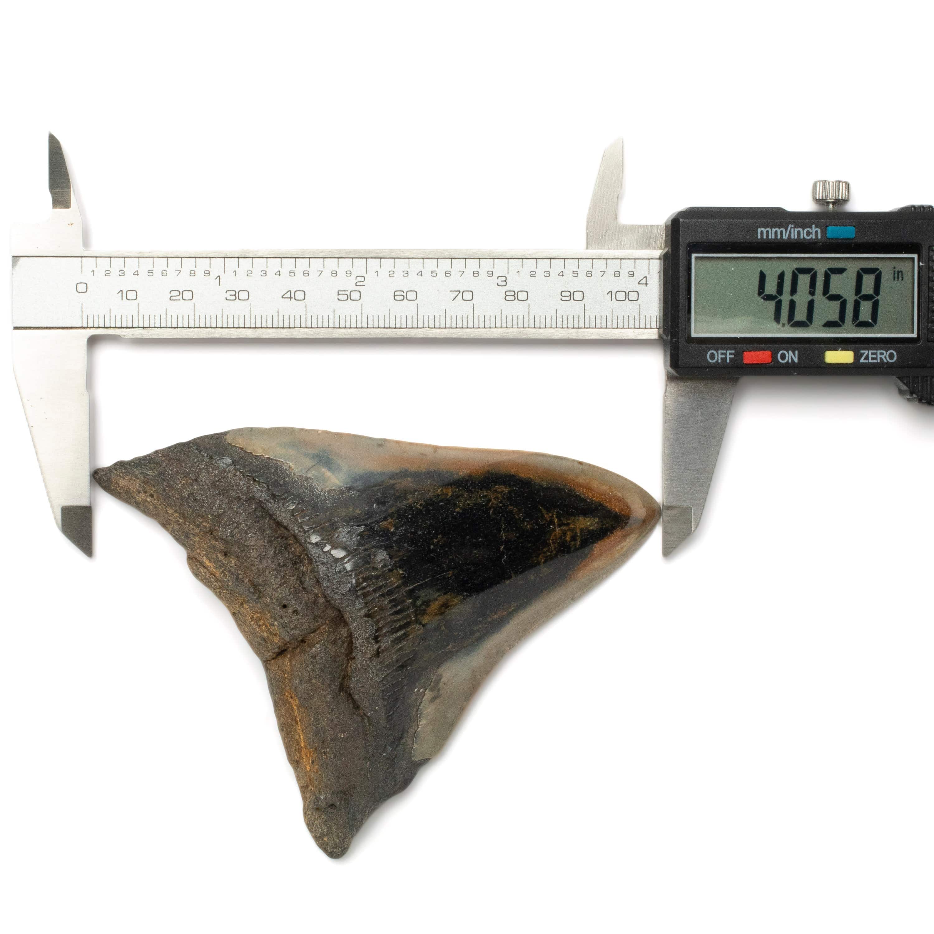 Kalifano Megalodon Teeth Megalodon Tooth from South Carolina - 4.0" ST2000.100