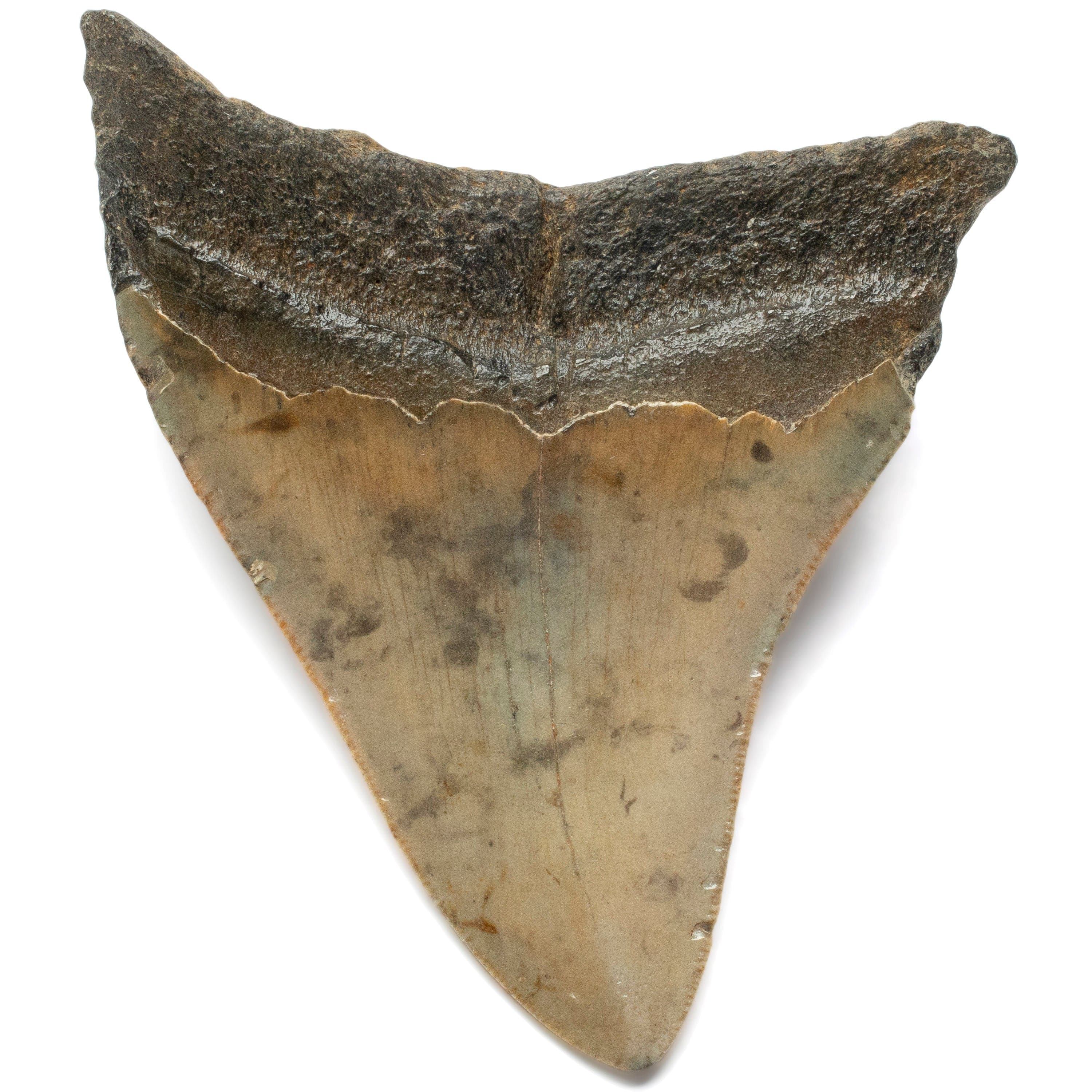 Kalifano Megalodon Teeth Megalodon Tooth from South Carolina - 4.0" ST2000.100