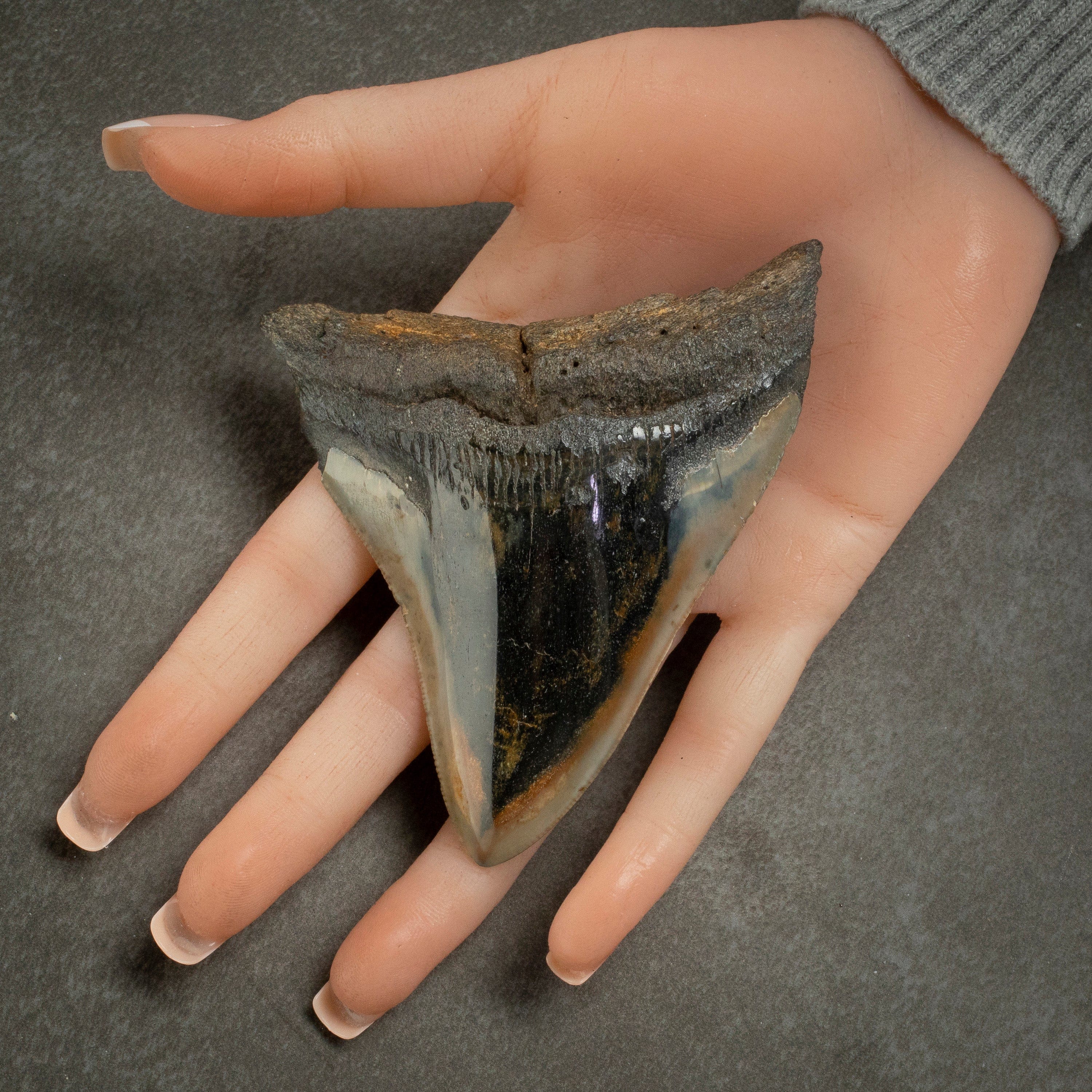 Kalifano Megalodon Teeth Megalodon Tooth from South Carolina - 4.0" ST2000.100