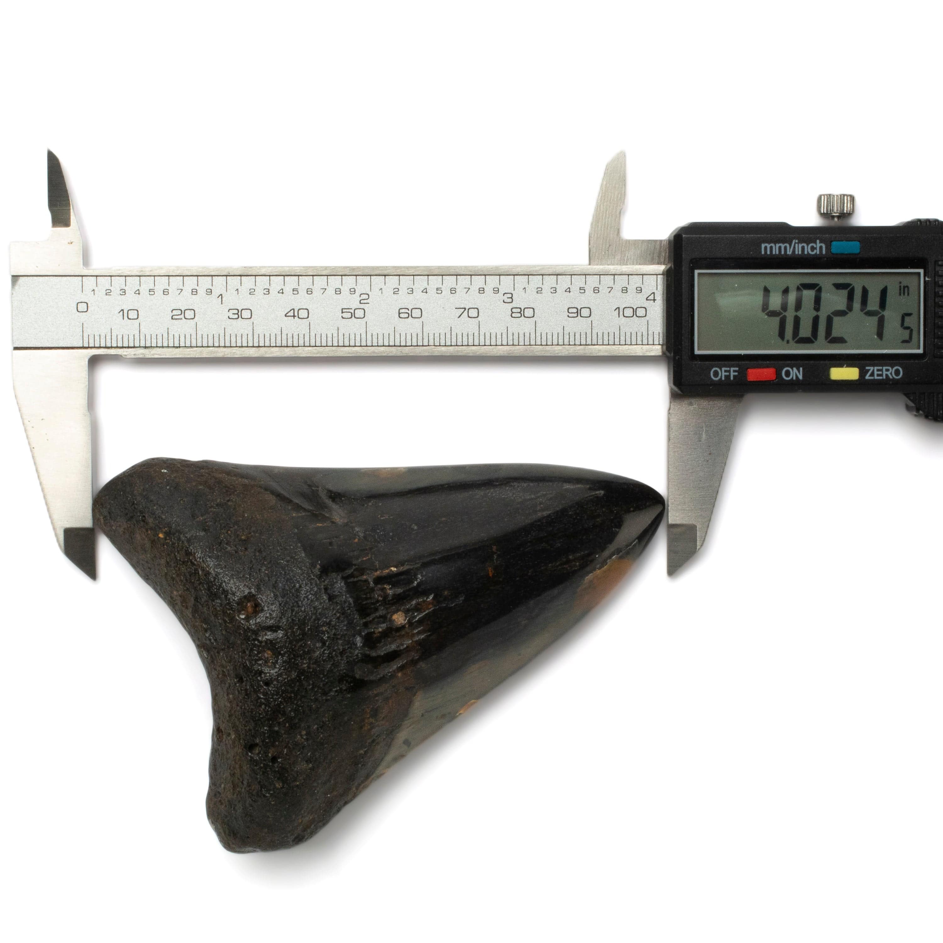 Kalifano Megalodon Teeth Megalodon Tooth from South Carolina - 4.0" ST2000.106