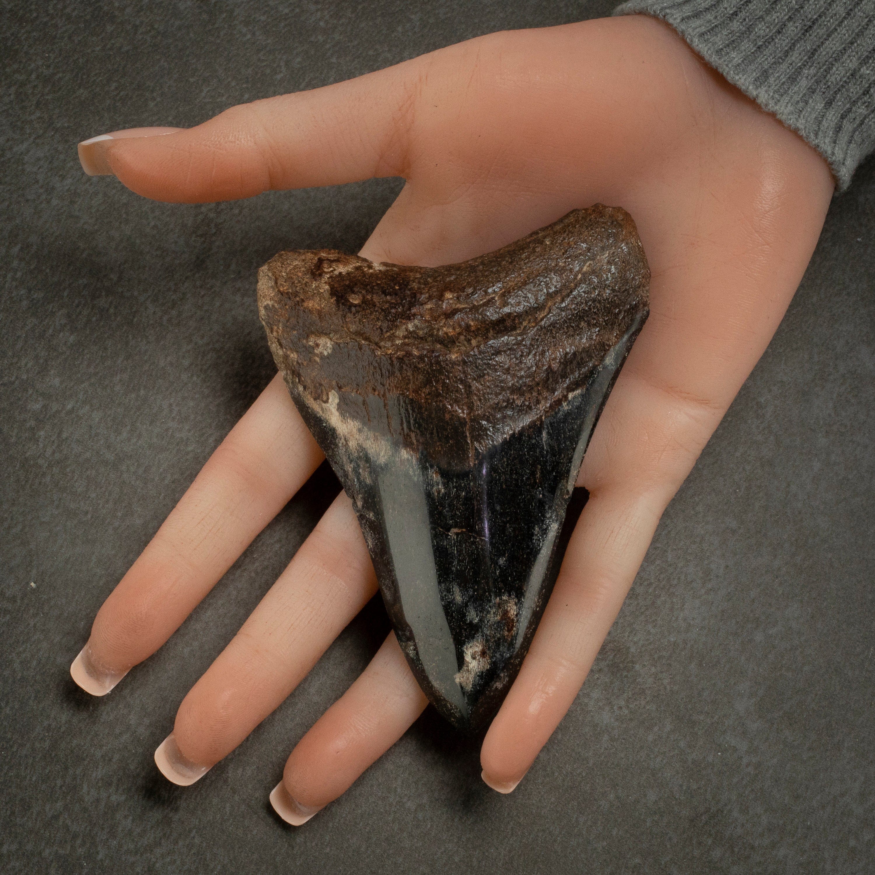 Kalifano Megalodon Teeth Megalodon Tooth from South Carolina - 4.0" ST2000.110