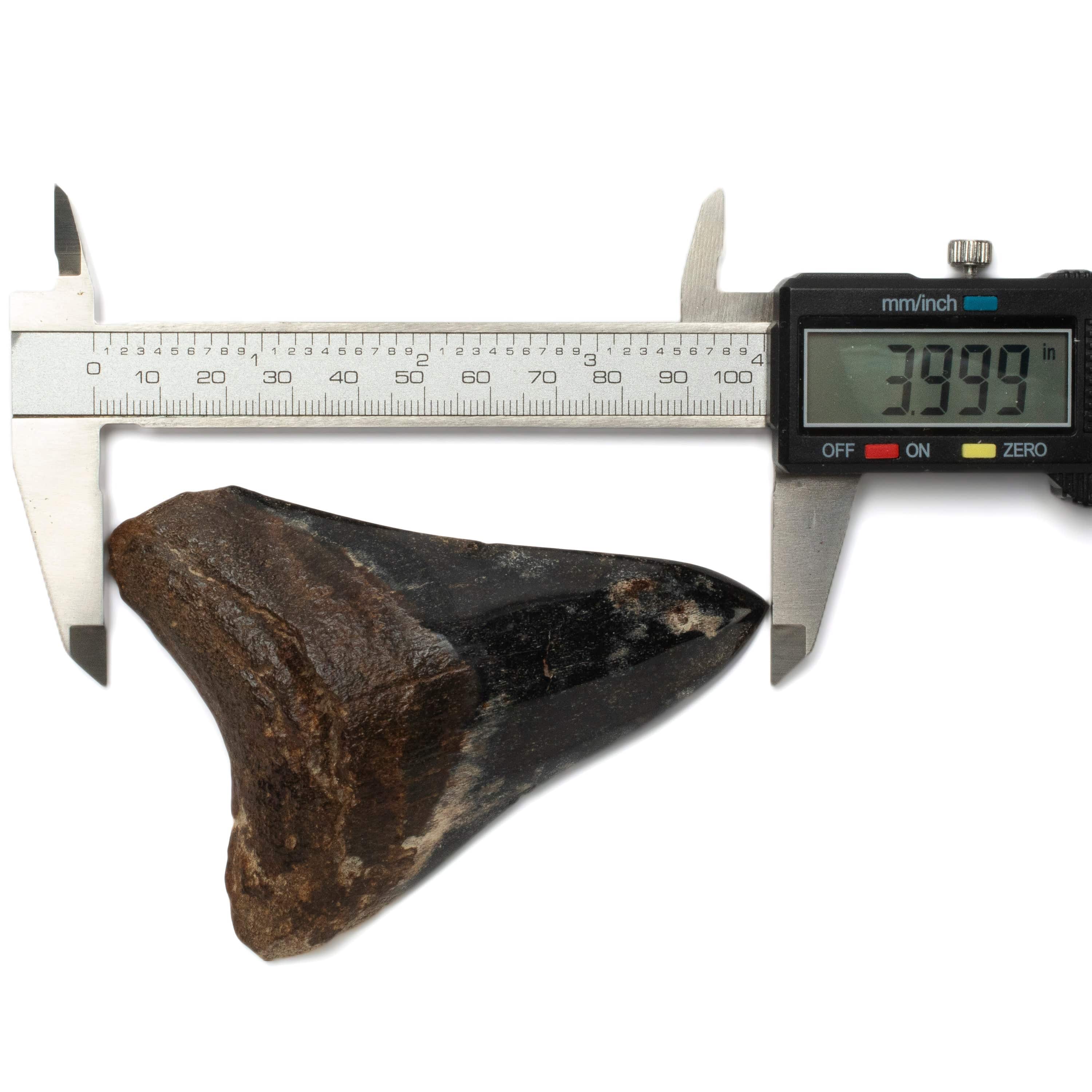 Kalifano Megalodon Teeth Megalodon Tooth from South Carolina - 4.0" ST2000.110