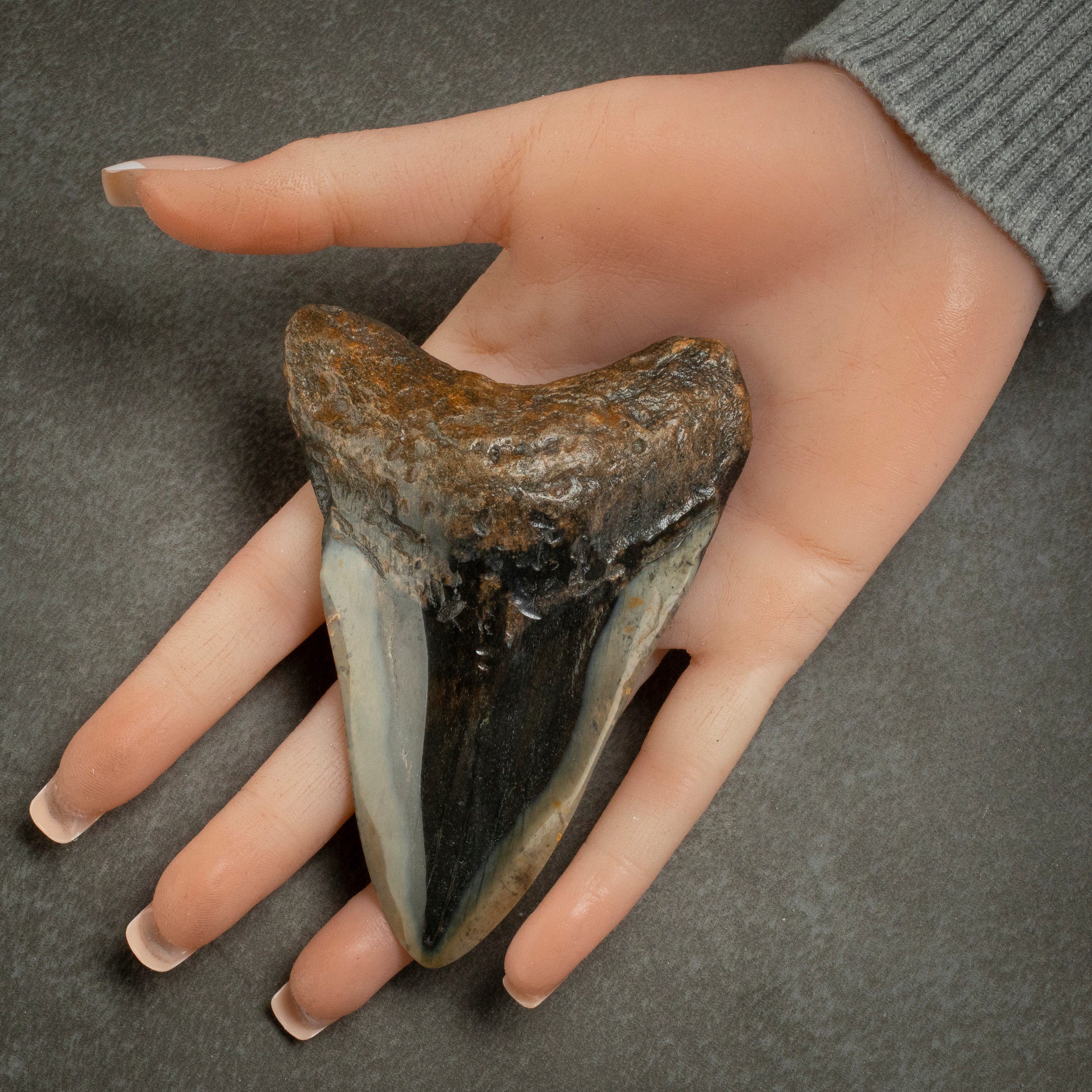 Kalifano Megalodon Teeth Megalodon Tooth from South Carolina - 4.0" ST2000.118