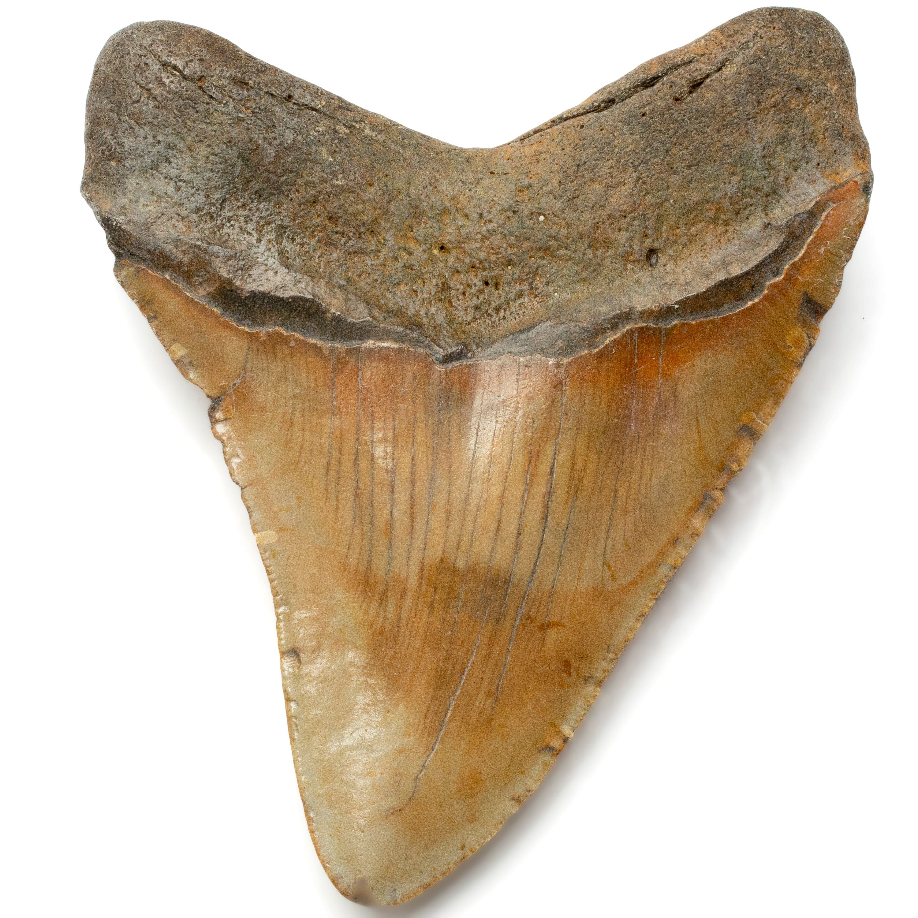 Kalifano Megalodon Teeth Megalodon Tooth from South Carolina - 4.1" ST1600.020