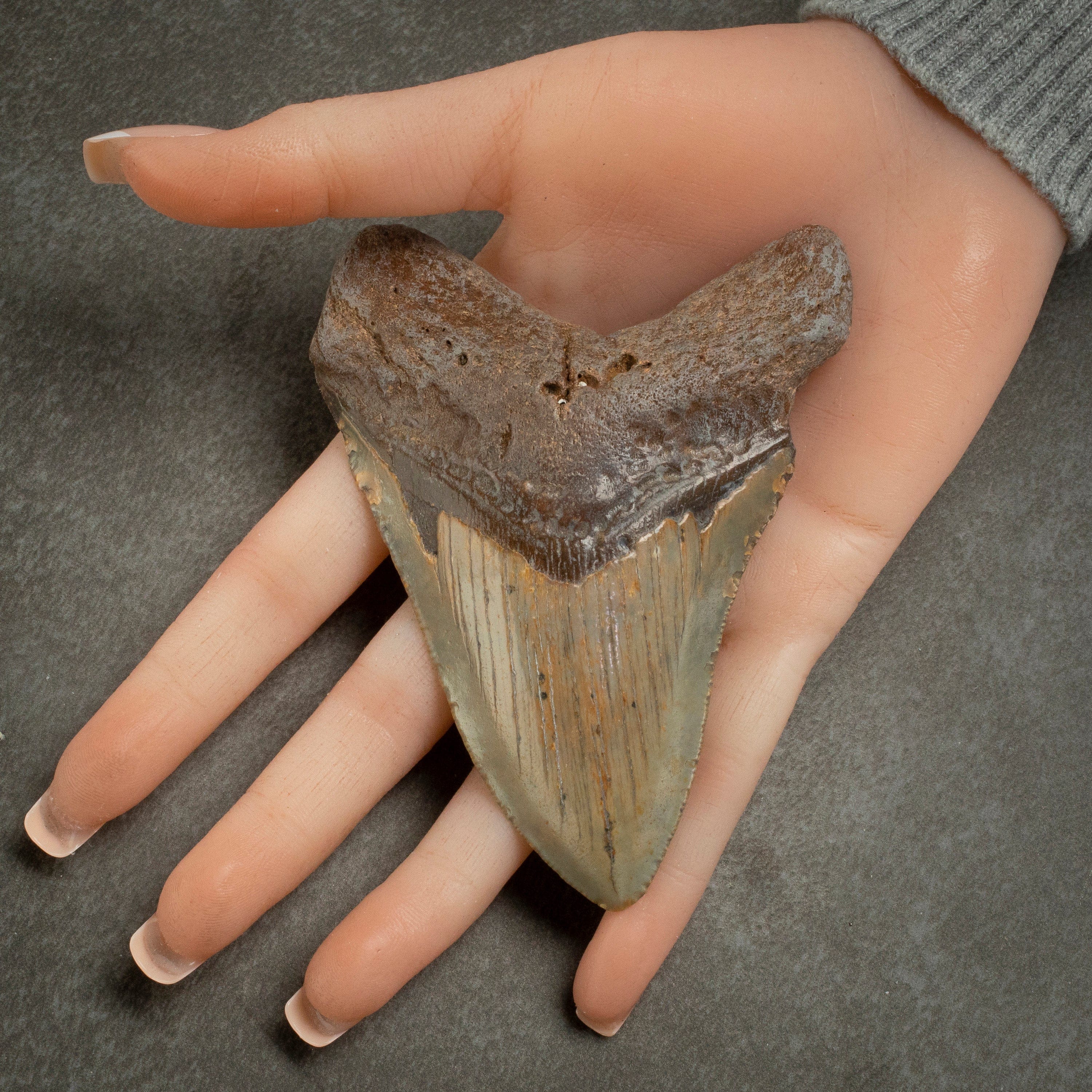 Kalifano Megalodon Teeth Megalodon Tooth from South Carolina - 4.1" ST1600.023