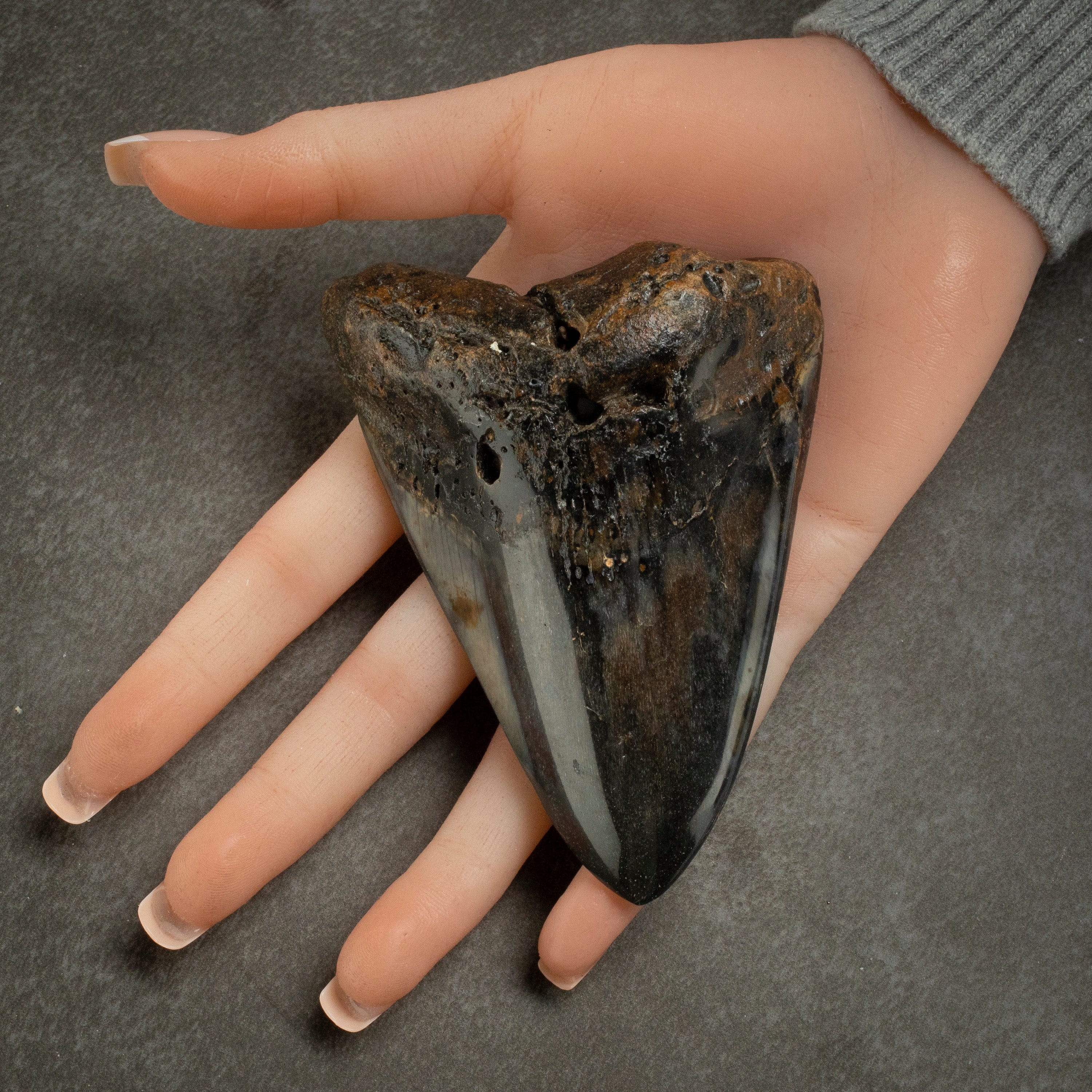 Kalifano Megalodon Teeth Megalodon Tooth from South Carolina - 4.1" ST2000.093
