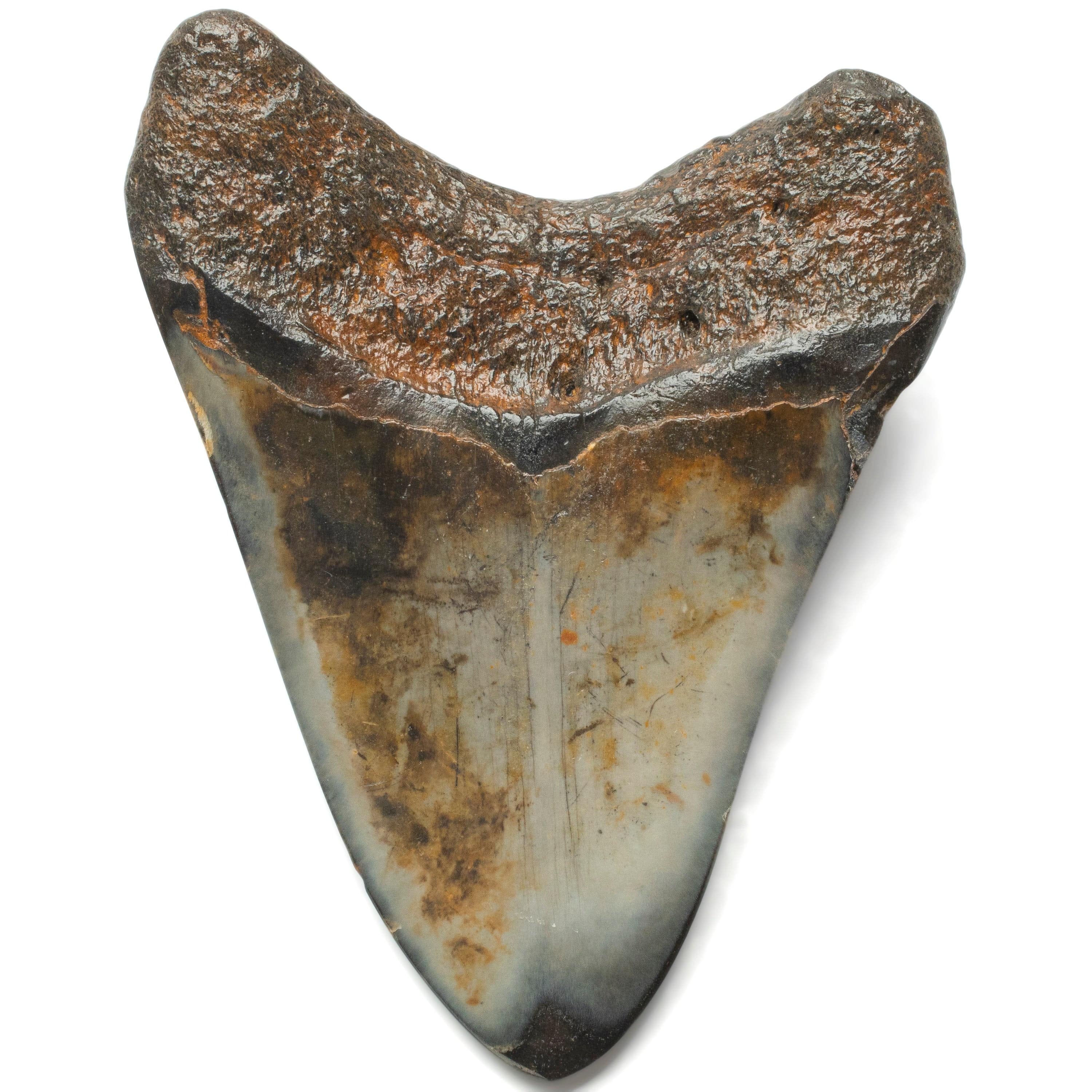 Kalifano Megalodon Teeth Megalodon Tooth from South Carolina - 4.1" ST2000.095
