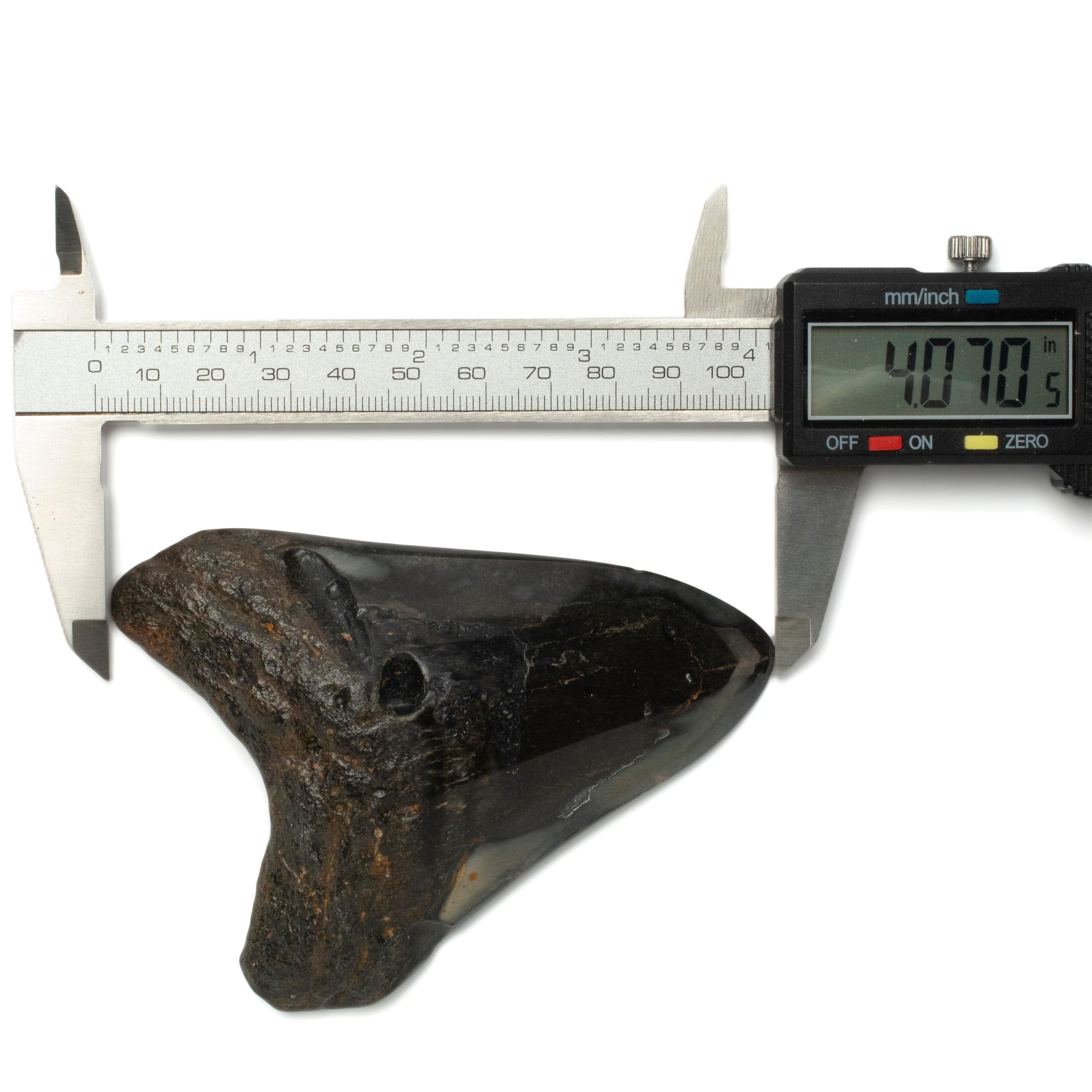 Kalifano Megalodon Teeth Megalodon Tooth from South Carolina - 4.1" ST2000.095