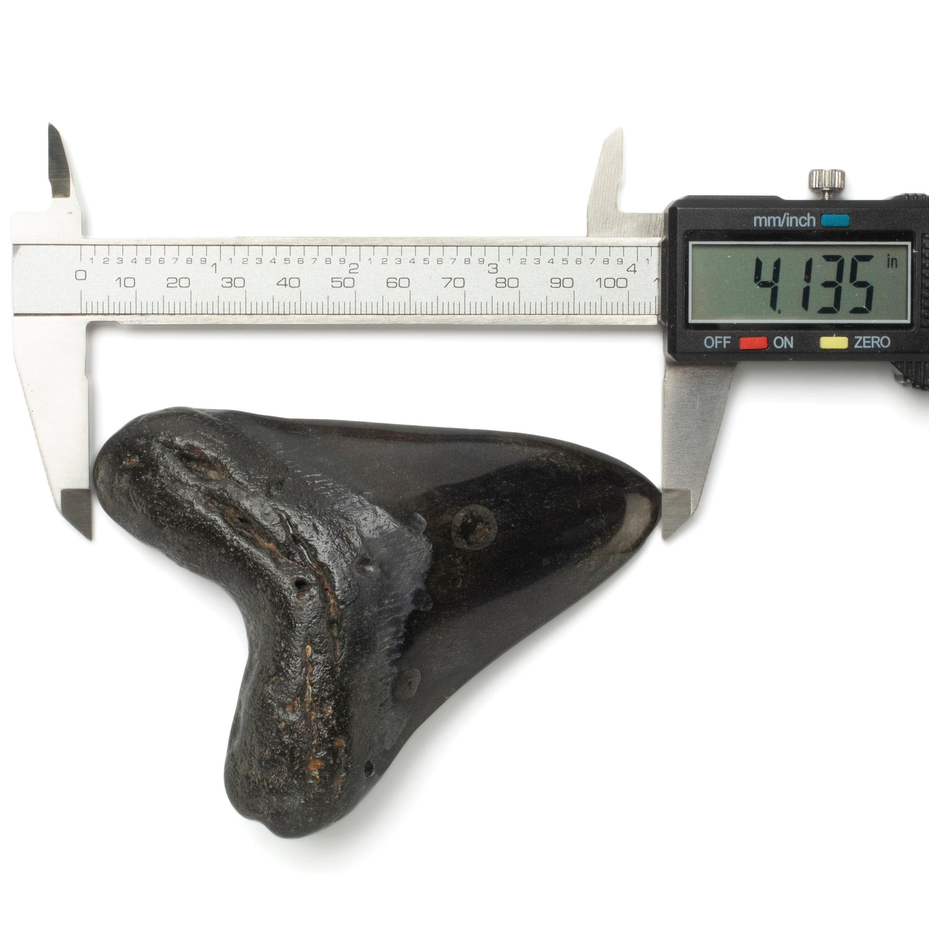 Kalifano Megalodon Teeth Megalodon Tooth from South Carolina - 4.1" ST2000.098