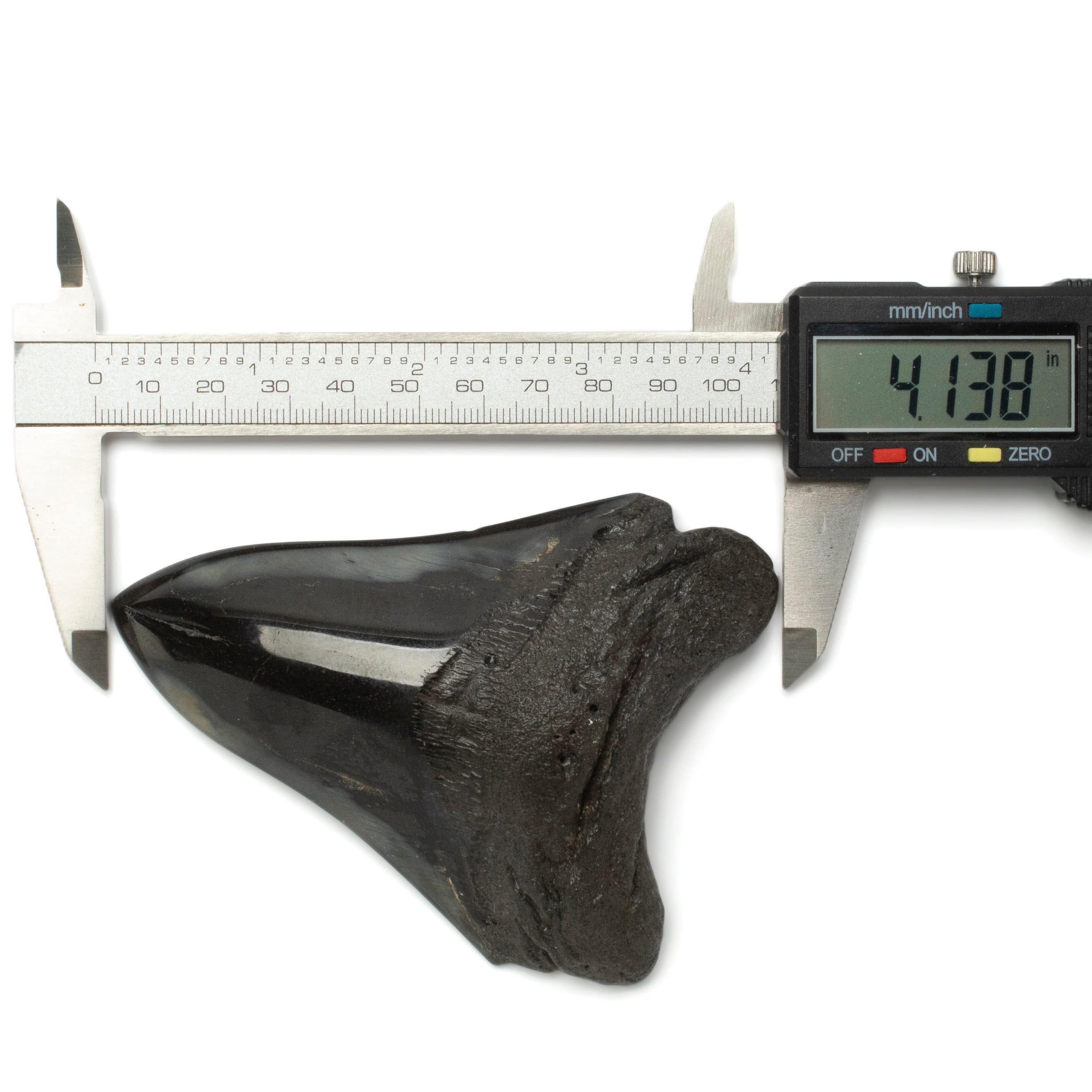 Kalifano Megalodon Teeth Megalodon Tooth from South Carolina - 4.1" ST2000.102