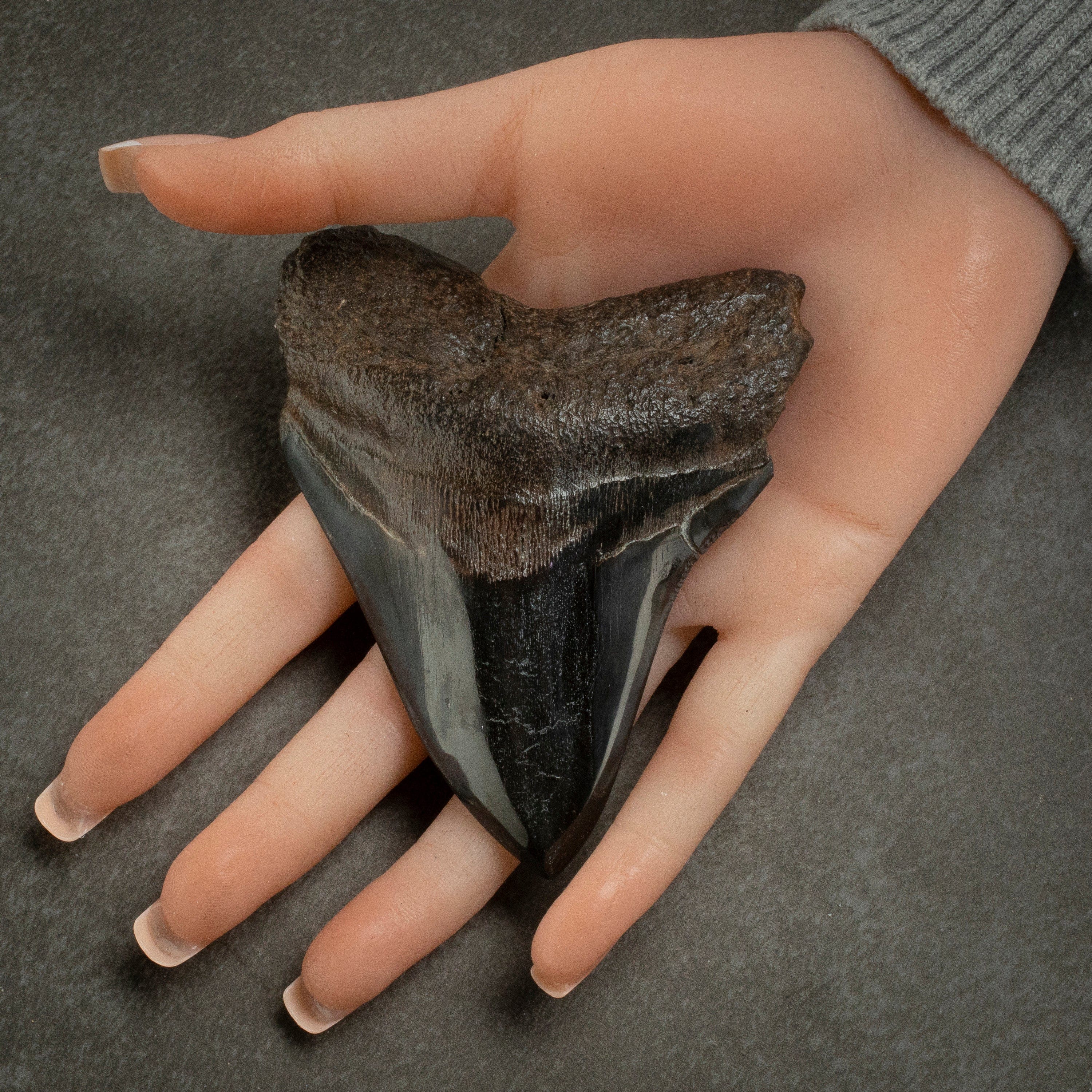 Kalifano Megalodon Teeth Megalodon Tooth from South Carolina - 4.1" ST2000.120
