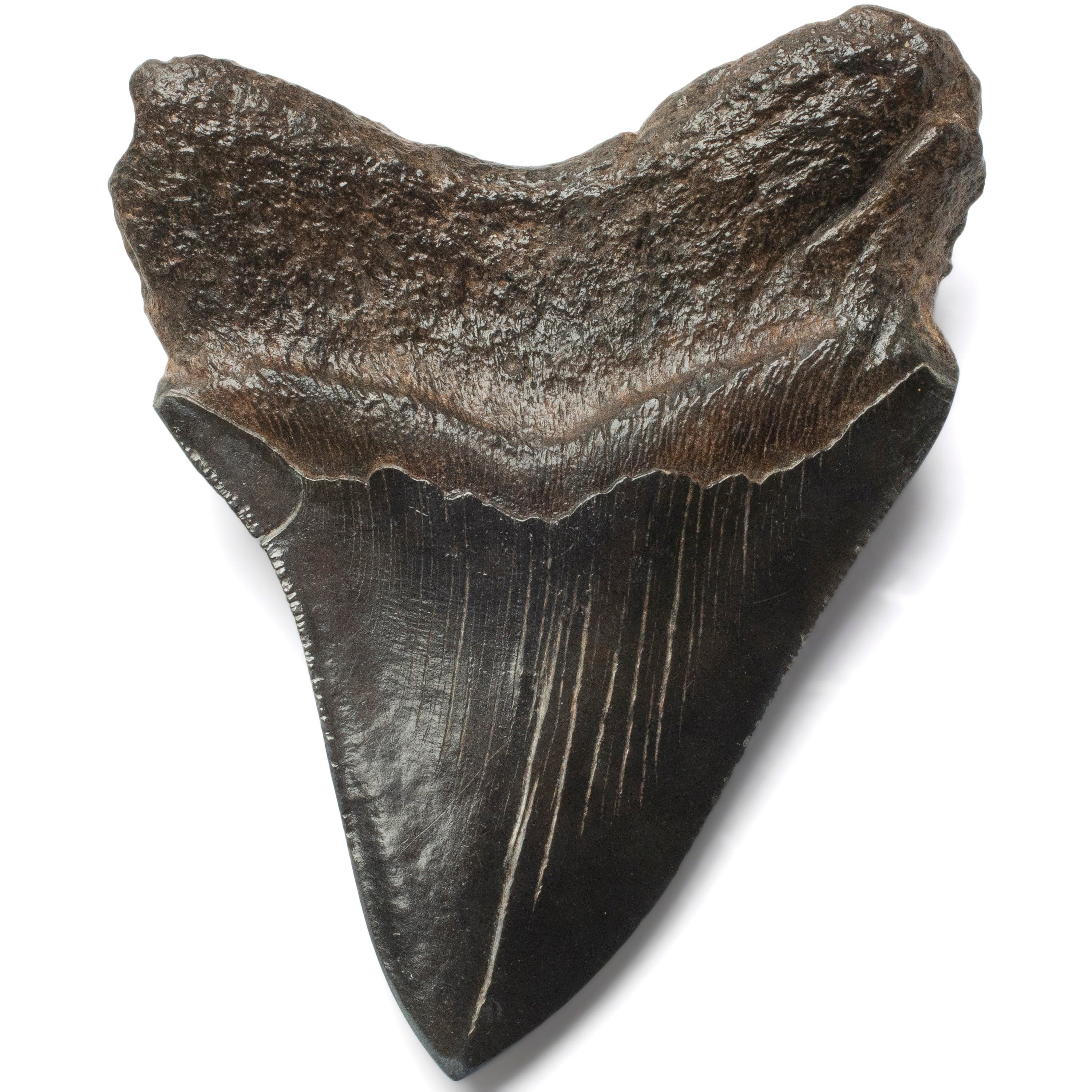 Kalifano Megalodon Teeth Megalodon Tooth from South Carolina - 4.1" ST2000.120