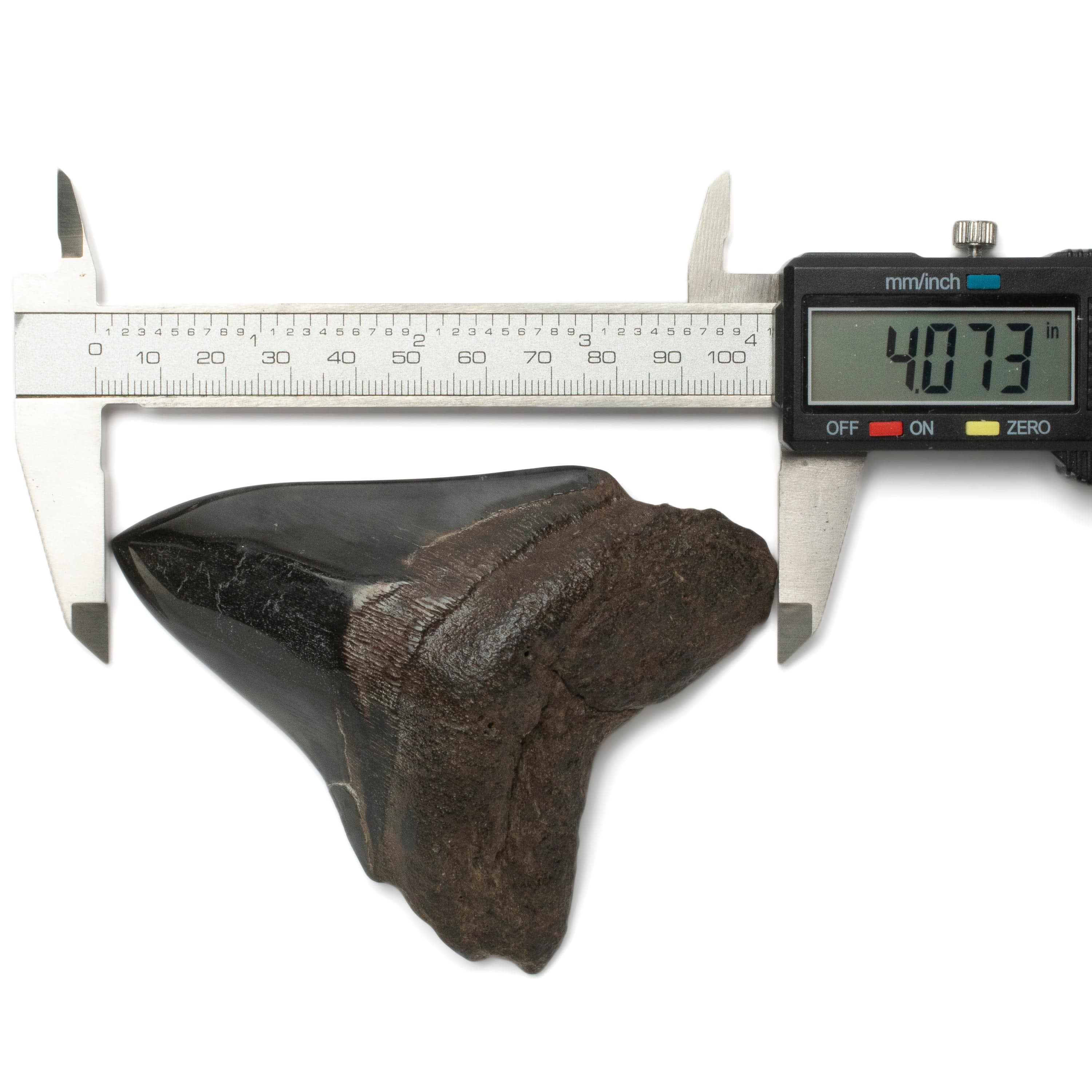 Kalifano Megalodon Teeth Megalodon Tooth from South Carolina - 4.1" ST2000.120