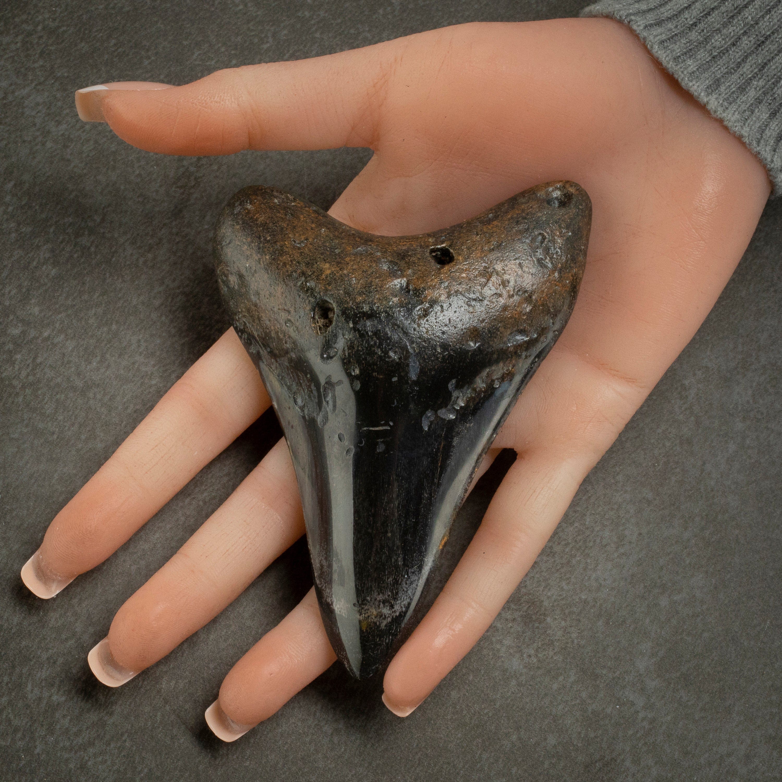 Kalifano Megalodon Teeth Megalodon Tooth from South Carolina - 4.2" ST2000.111