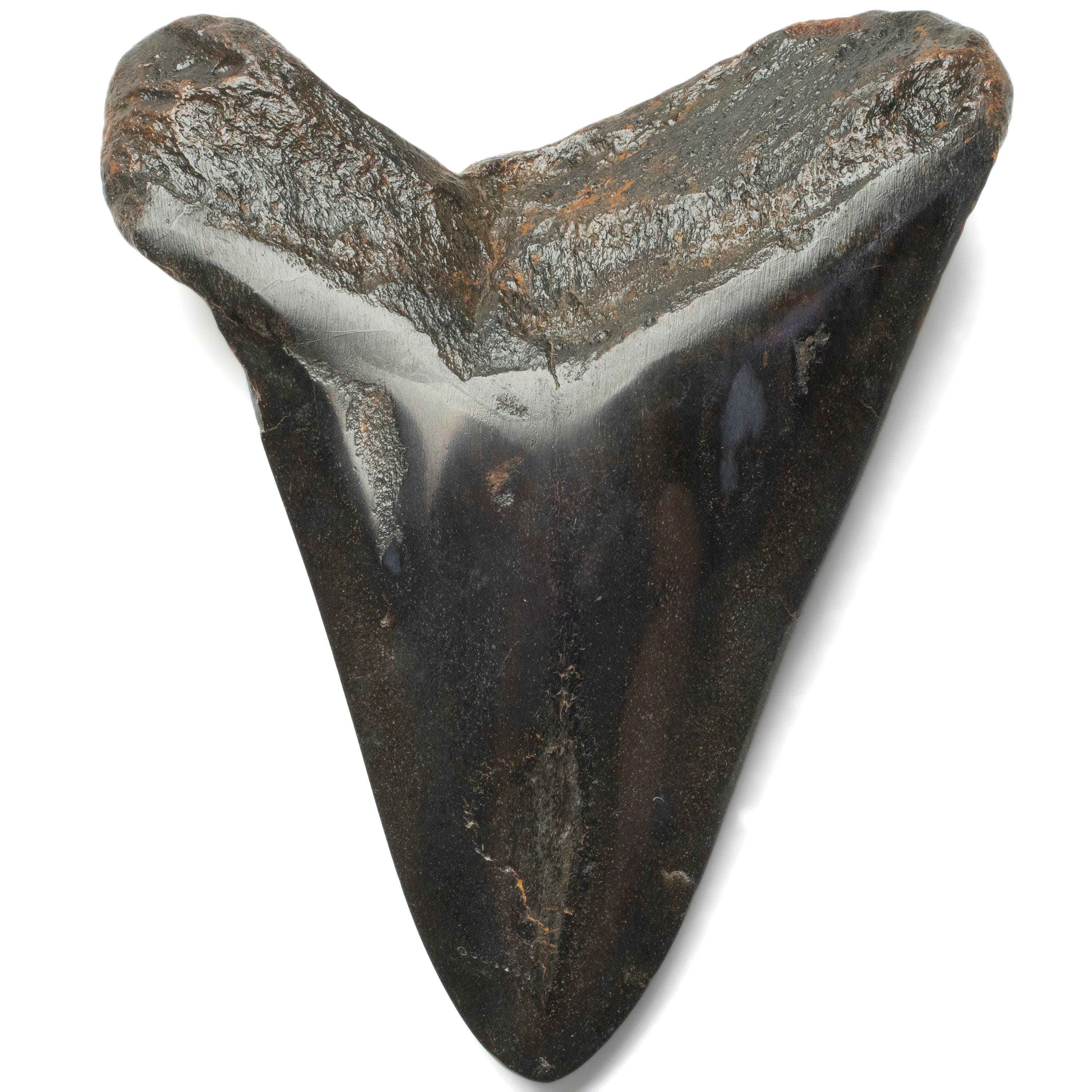 Kalifano Megalodon Teeth Megalodon Tooth from South Carolina - 4.2" ST2000.116