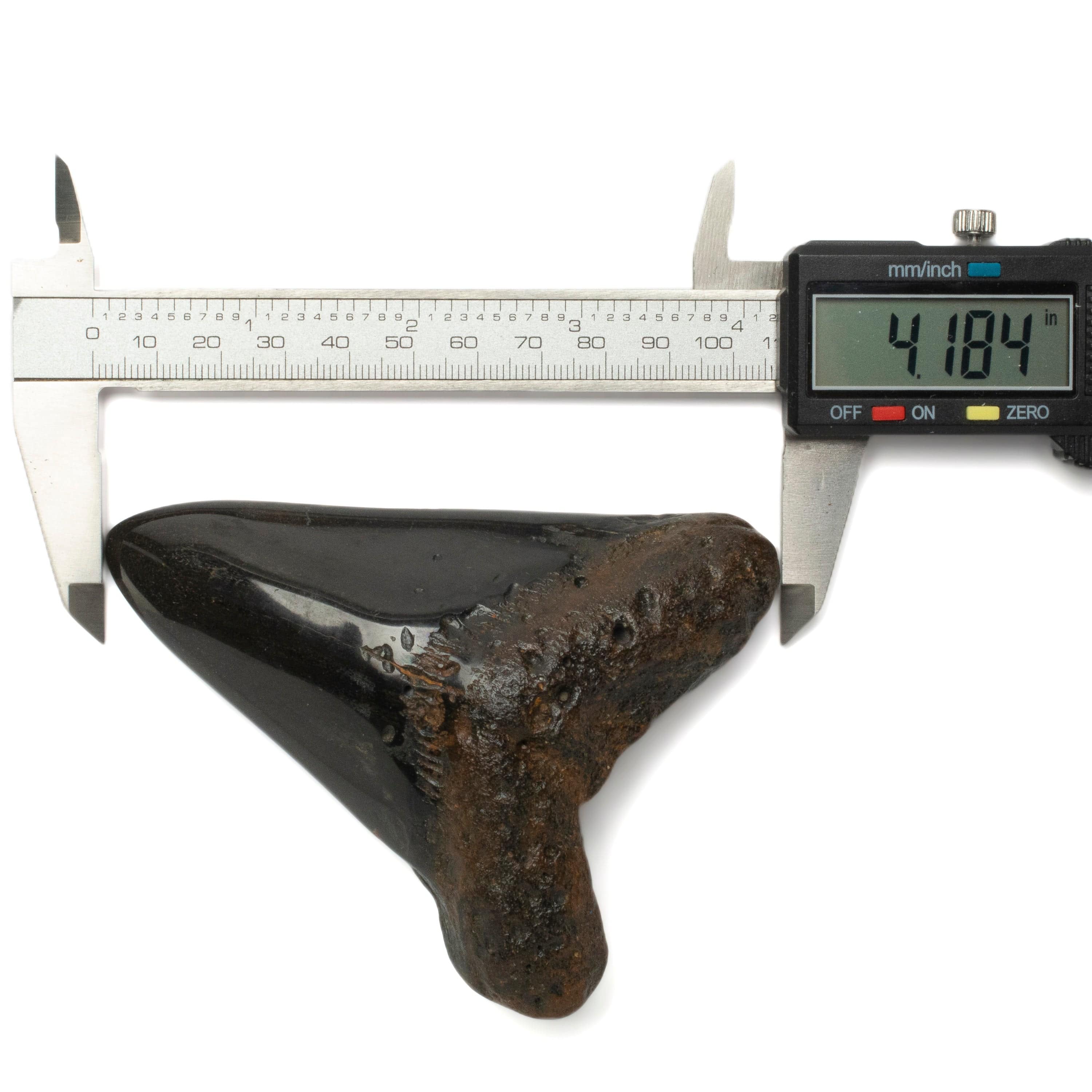 Kalifano Megalodon Teeth Megalodon Tooth from South Carolina - 4.2" ST2000.116