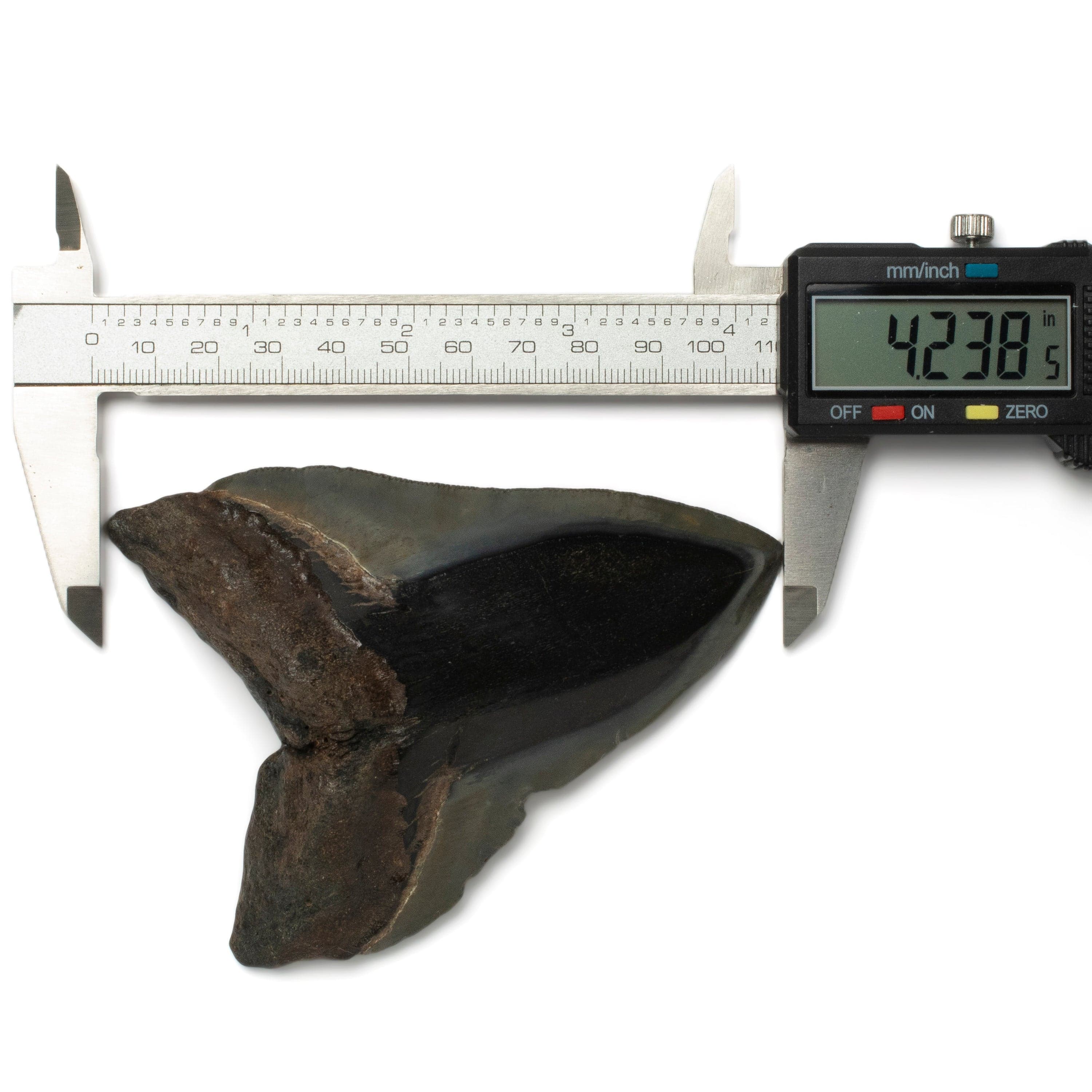 Kalifano Megalodon Teeth Megalodon Tooth from South Carolina - 4.2" ST2000.122