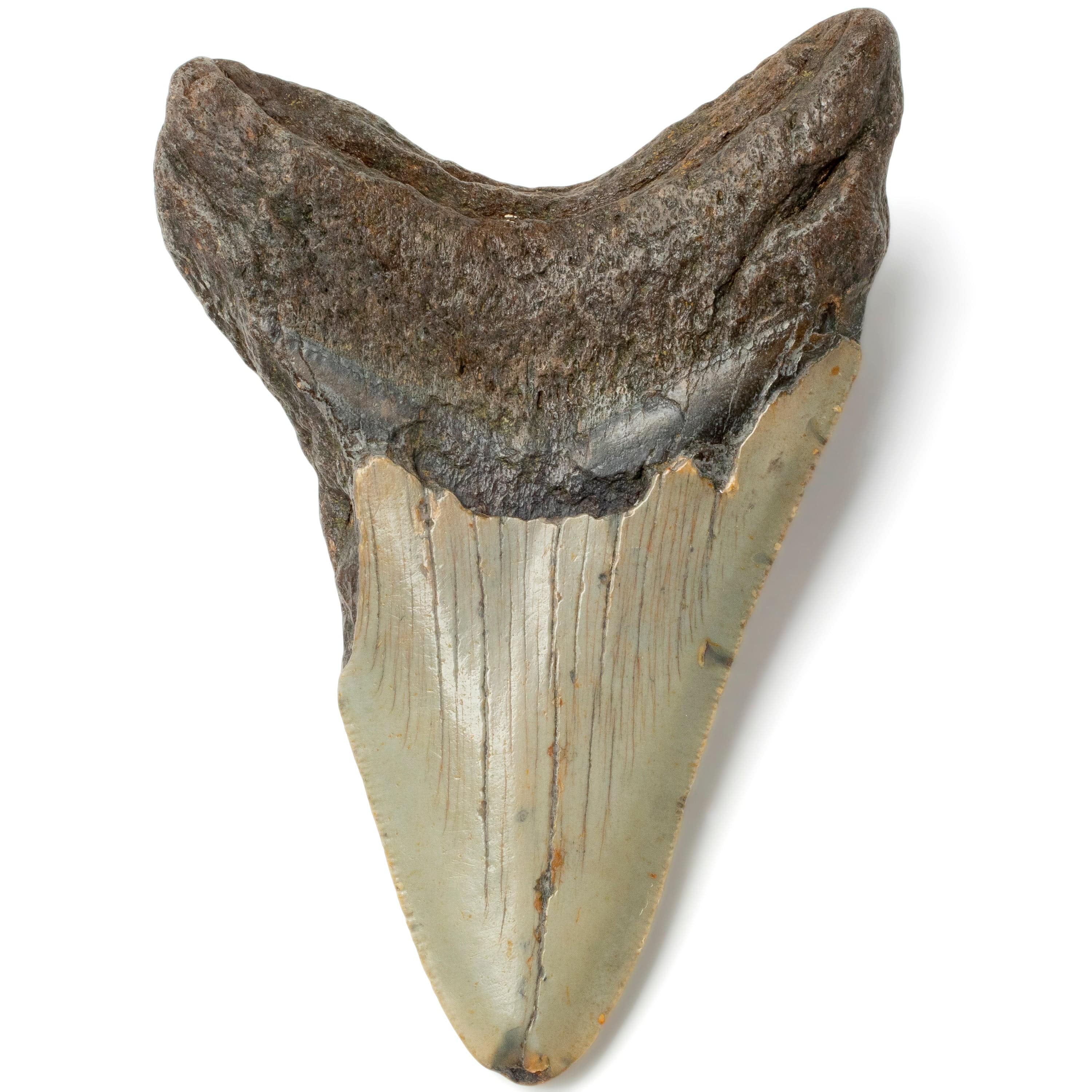 Kalifano Megalodon Teeth Megalodon Tooth from South Carolina - 4.3" ST1600.028