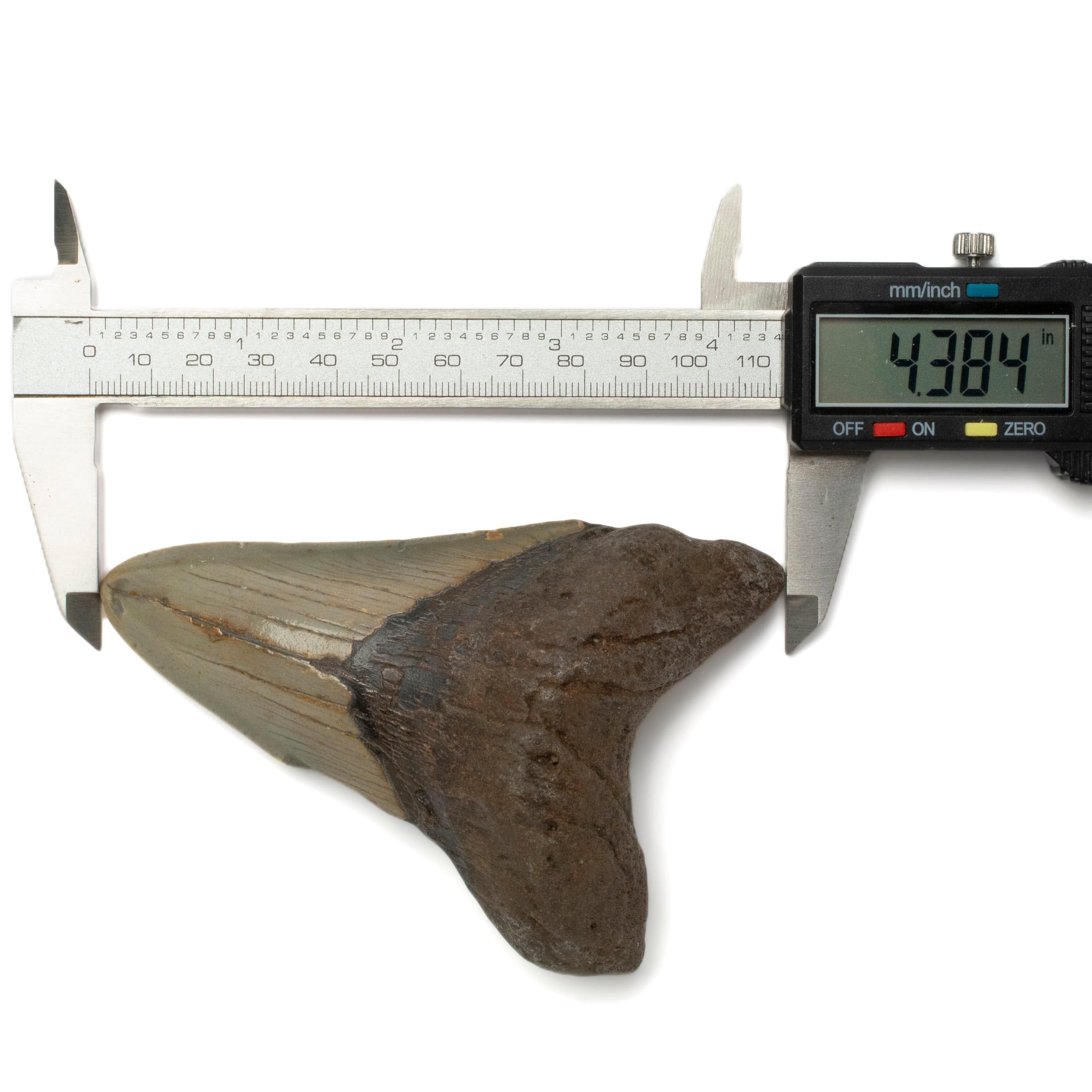 Kalifano Megalodon Teeth Megalodon Tooth from South Carolina - 4.3" ST1600.028