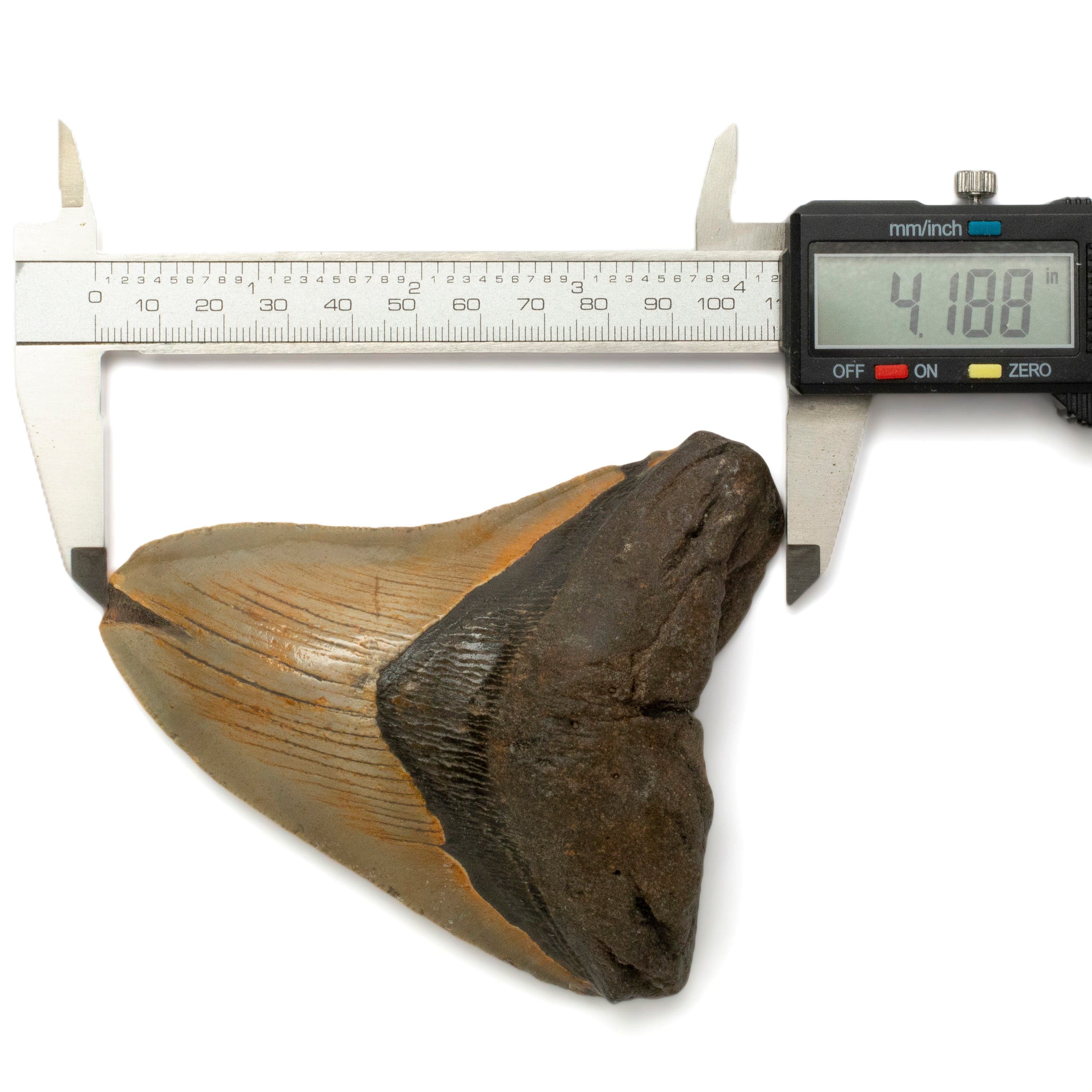 Kalifano Megalodon Teeth Megalodon Tooth from South Carolina - 4.3" ST1600.057