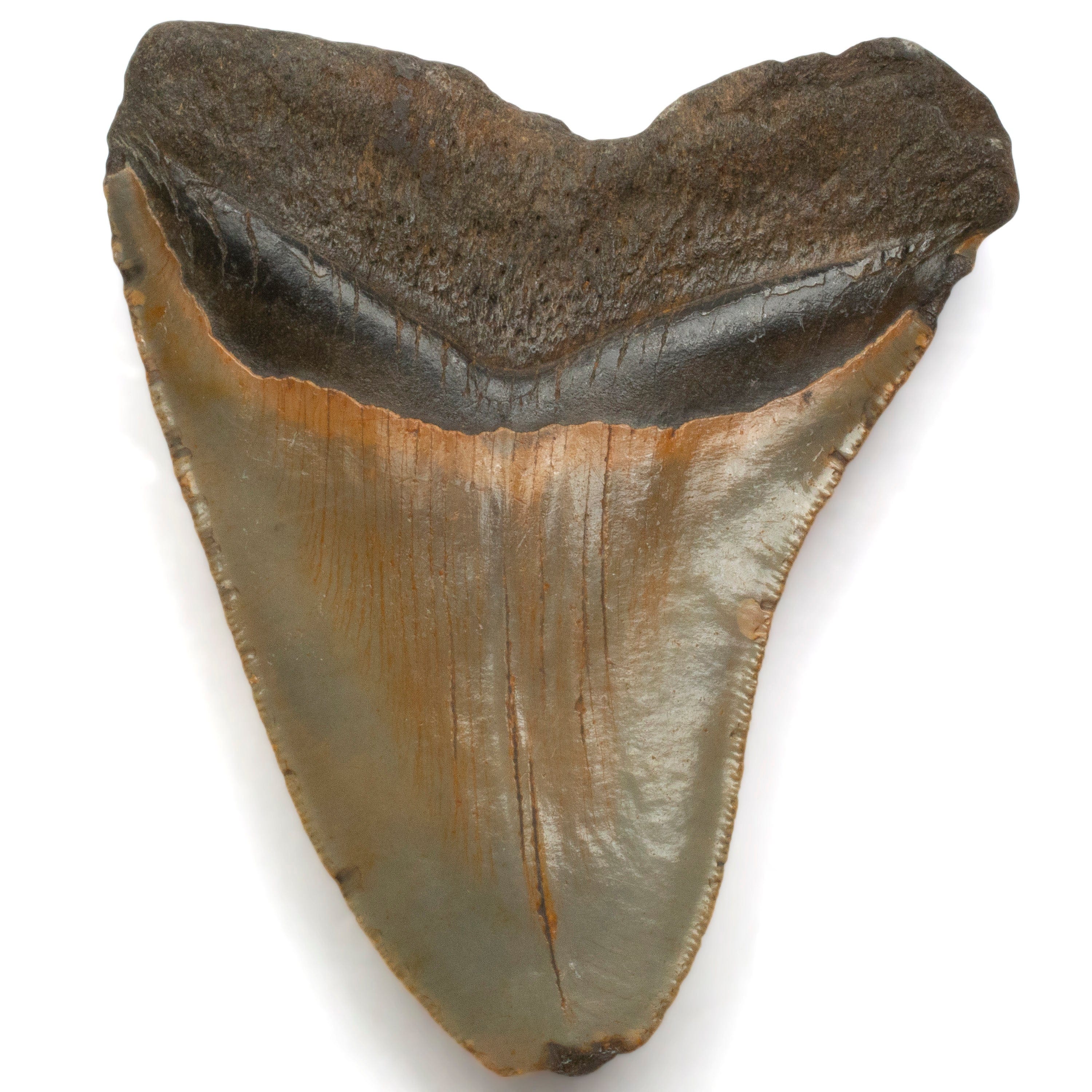 Kalifano Megalodon Teeth Megalodon Tooth from South Carolina - 4.3" ST1600.057