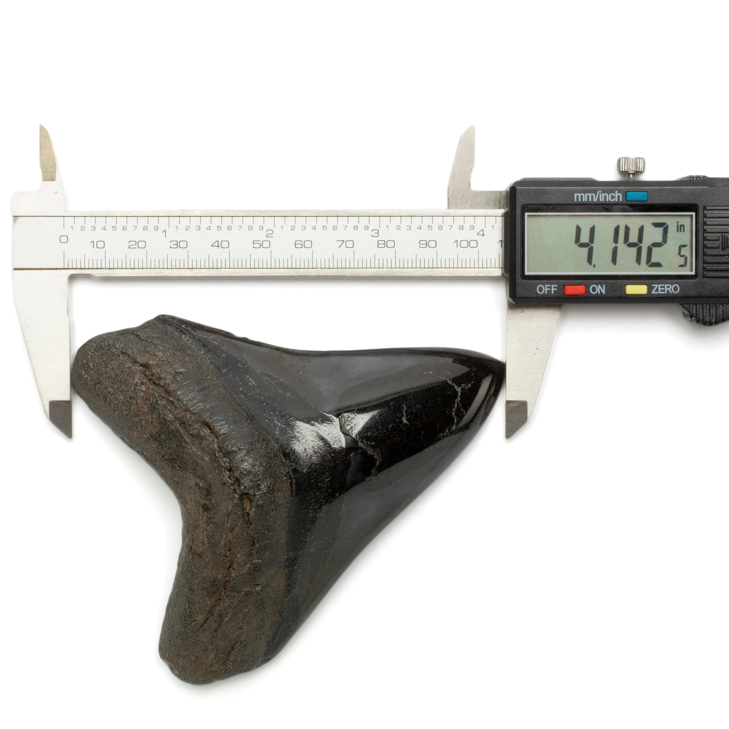 Kalifano Megalodon Teeth Megalodon Tooth from South Carolina - 4.3" ST2000.104