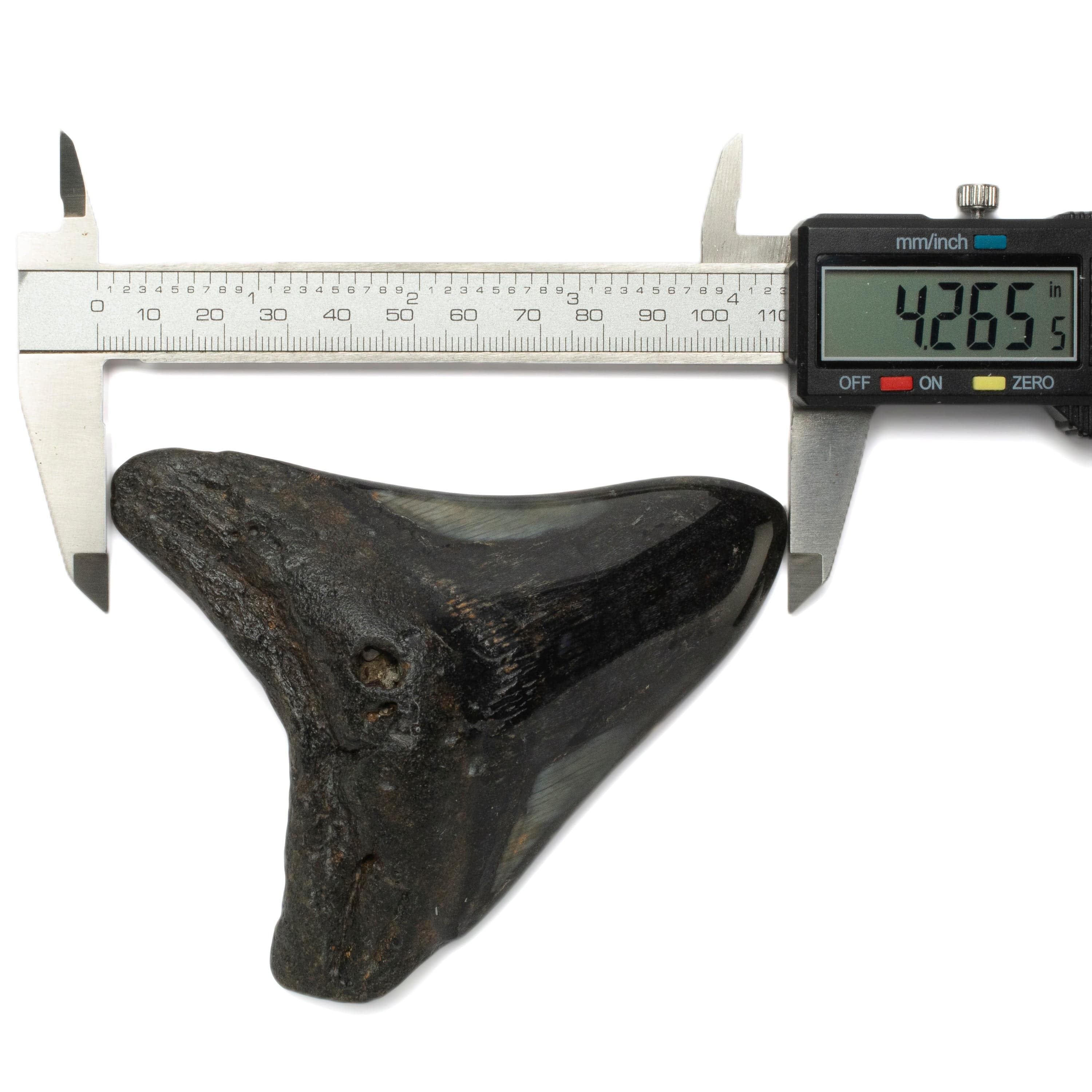Kalifano Megalodon Teeth Megalodon Tooth from South Carolina - 4.3" ST2000.117