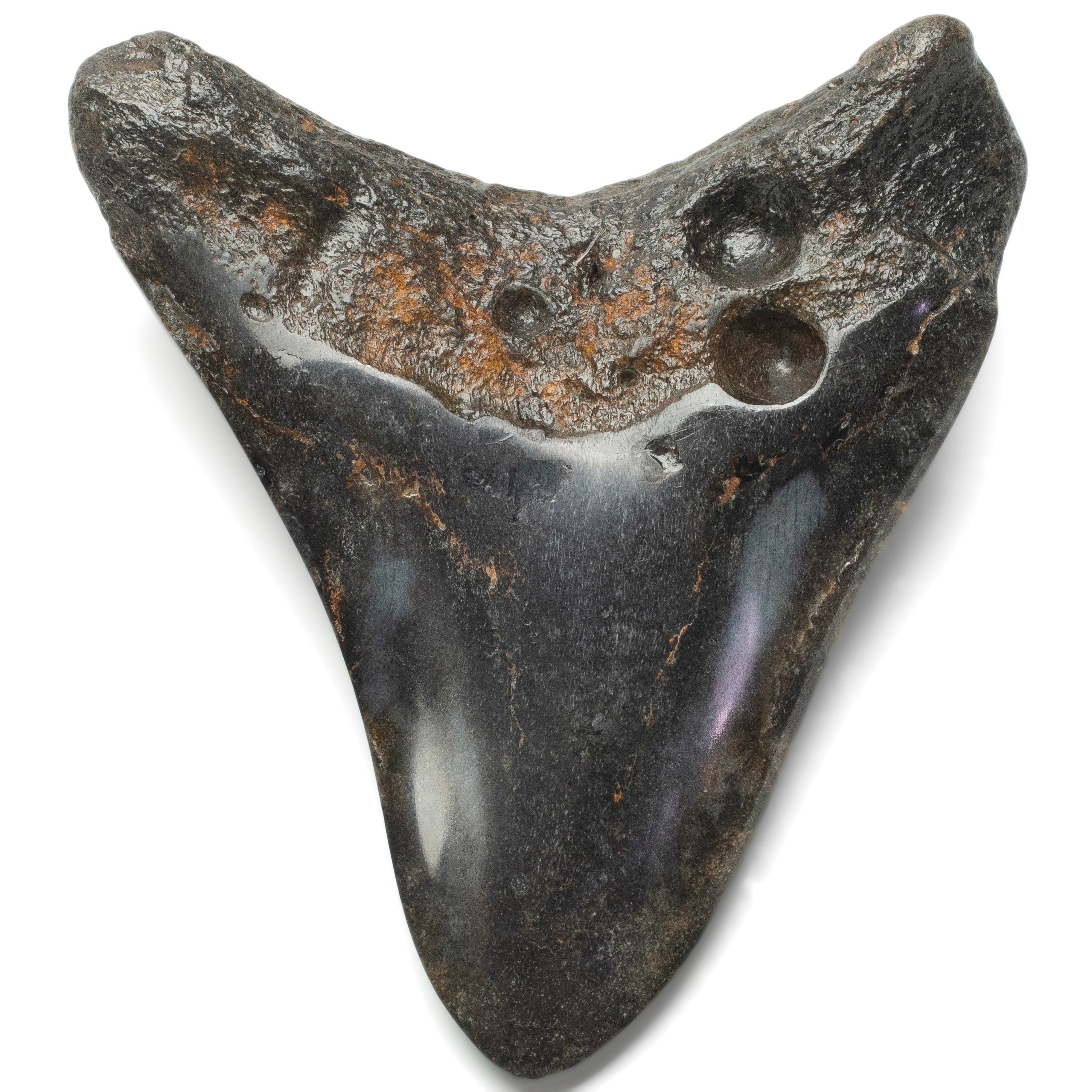 Kalifano Megalodon Teeth Megalodon Tooth from South Carolina - 4.3" ST2000.117