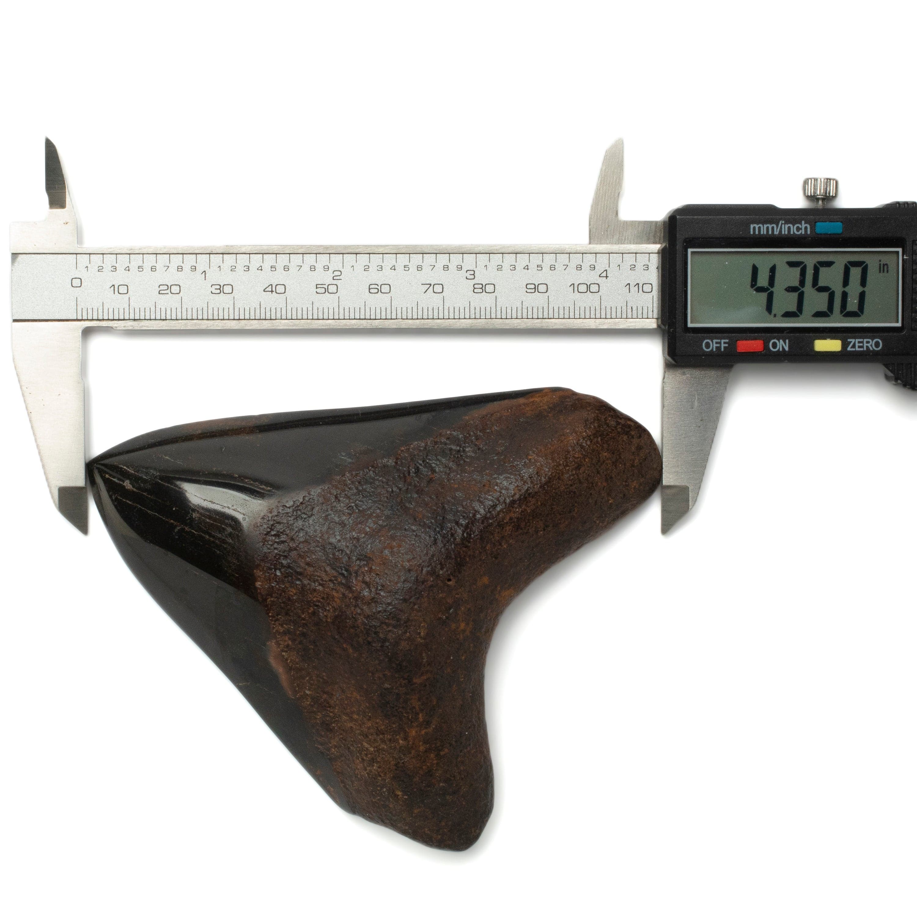 Kalifano Megalodon Teeth Megalodon Tooth from South Carolina - 4.3" ST2000.119