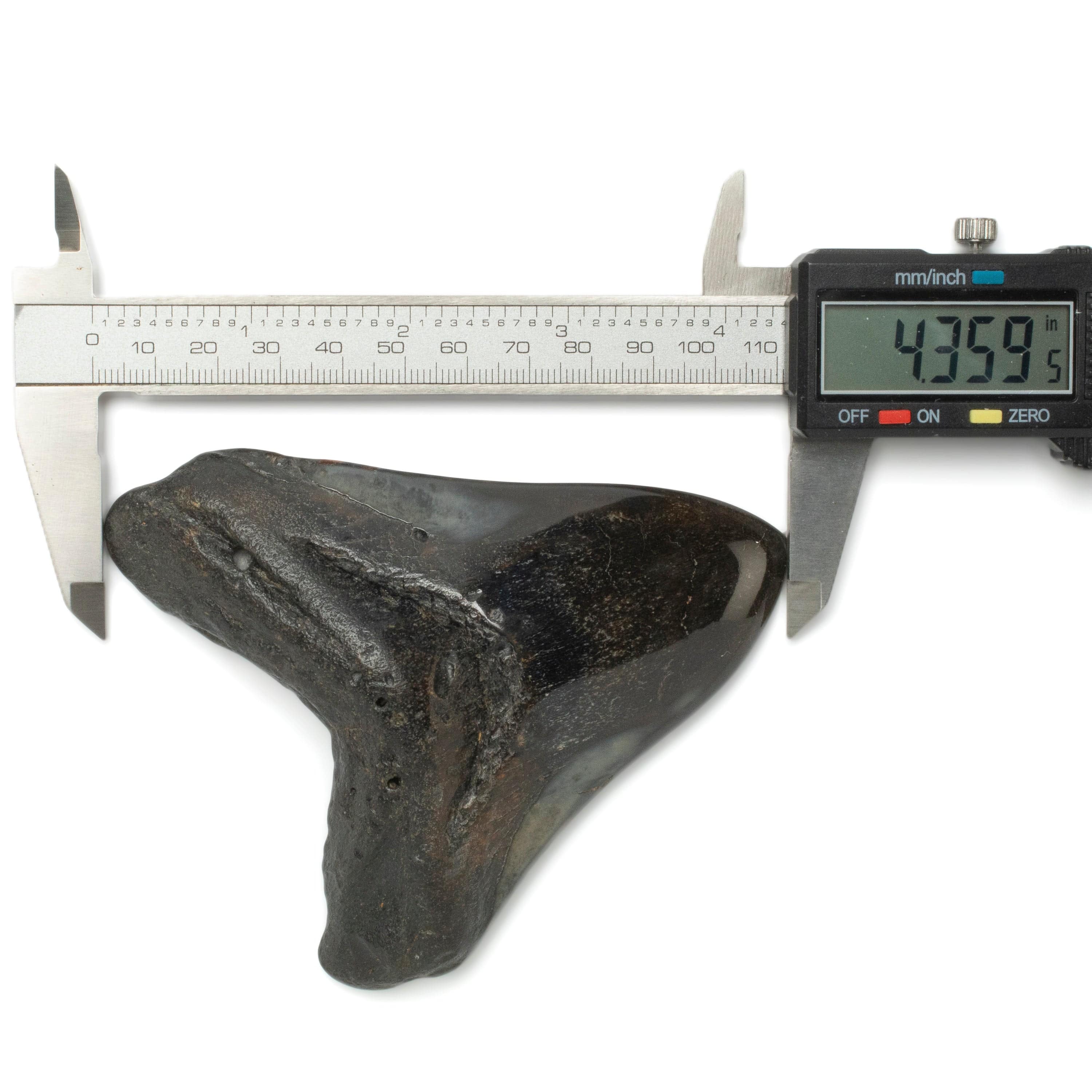 Kalifano Megalodon Teeth Megalodon Tooth from South Carolina - 4.3" ST2000.121