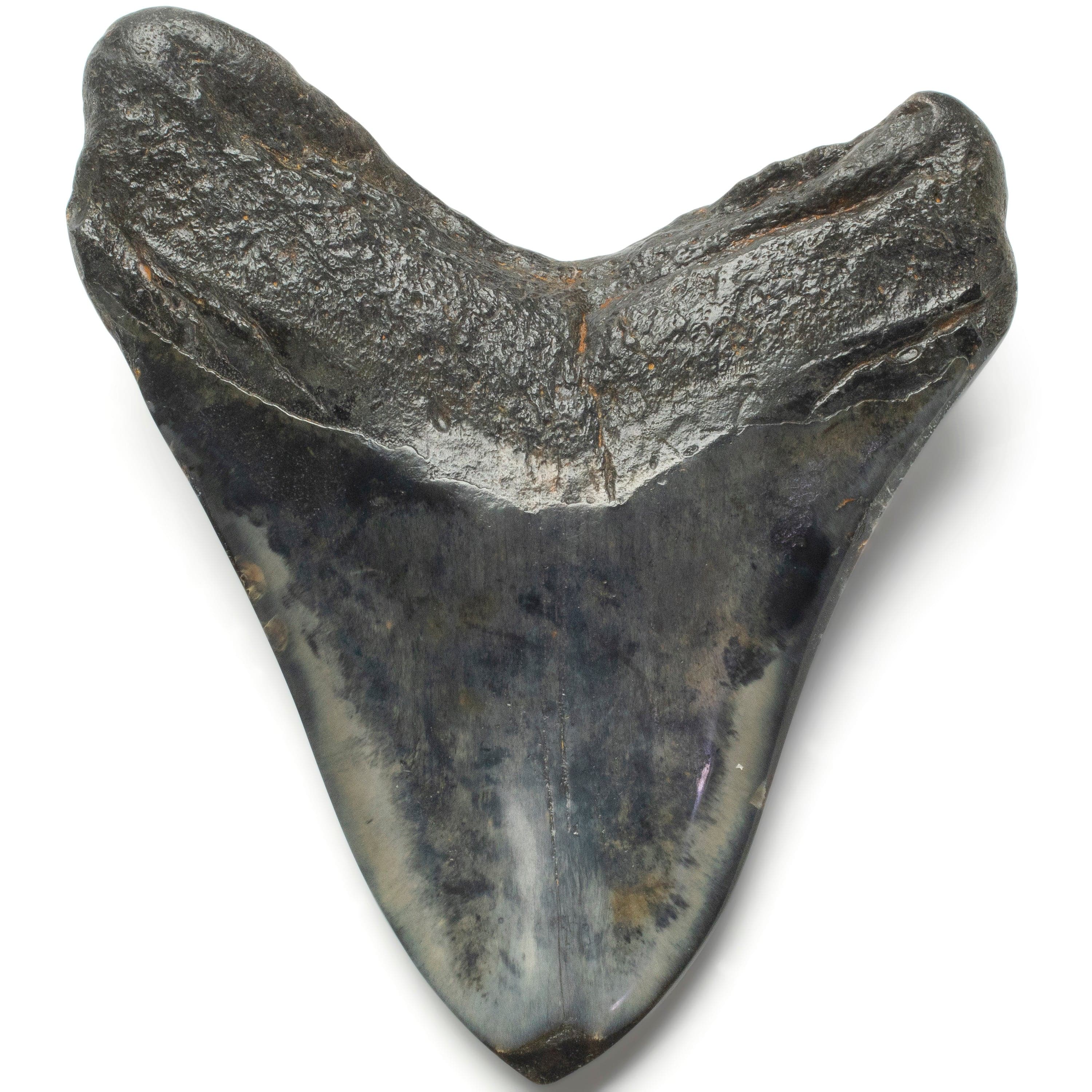 Kalifano Megalodon Teeth Megalodon Tooth from South Carolina - 4.3" ST2000.121