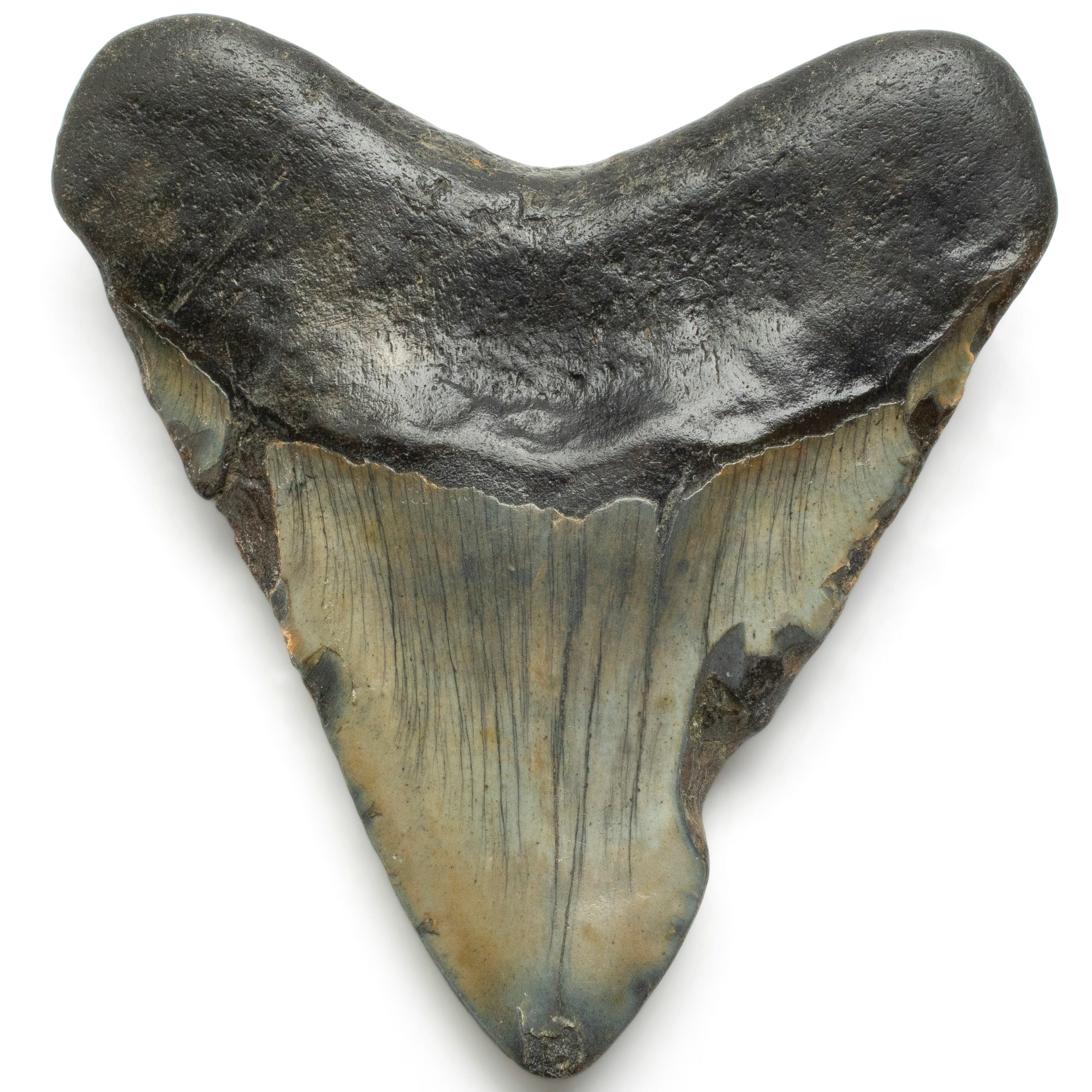 Kalifano Megalodon Teeth Megalodon Tooth from South Carolina - 4.9" ST2100.001