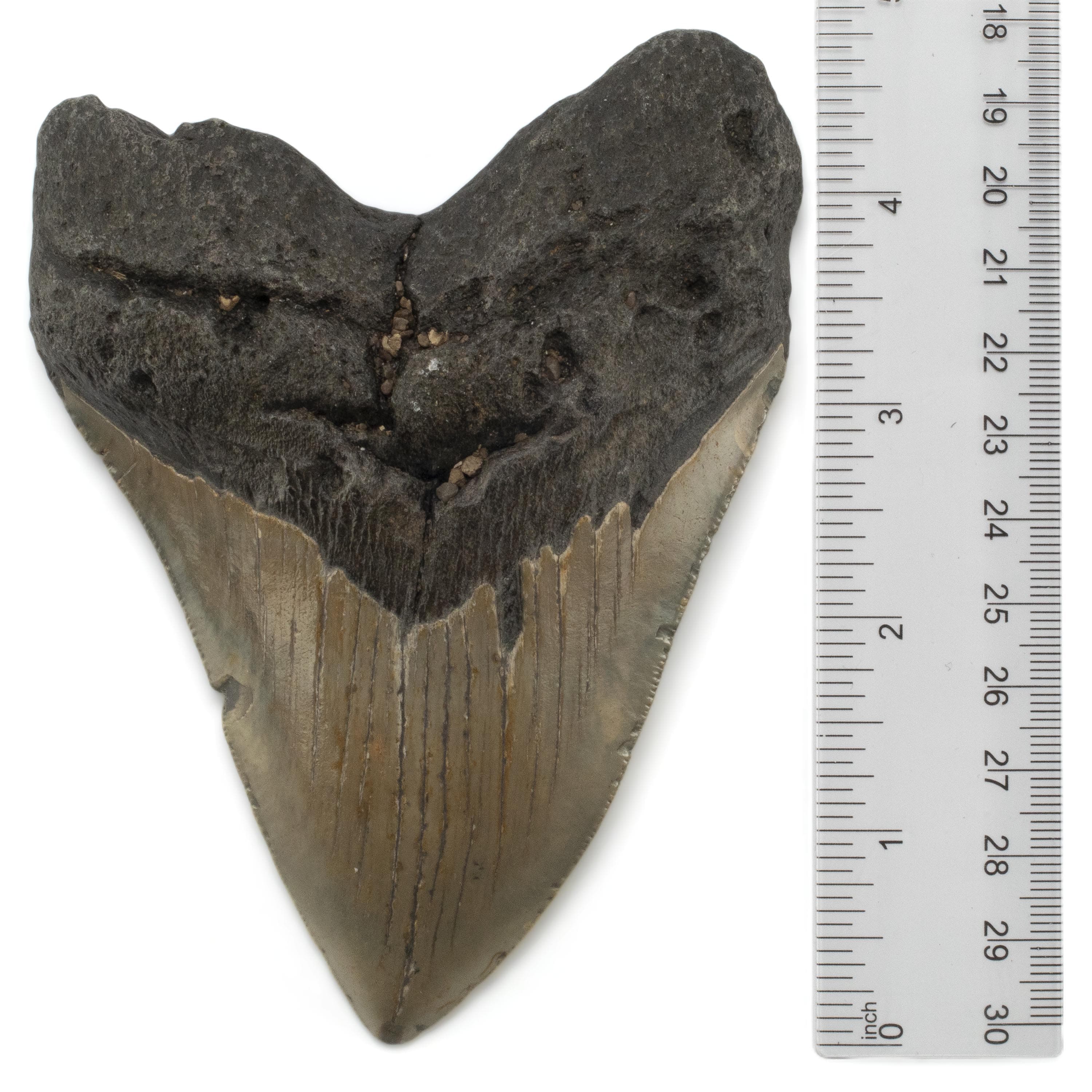 Kalifano Megalodon Teeth Megalodon Tooth from South Carolina - 4.9" ST3200.024