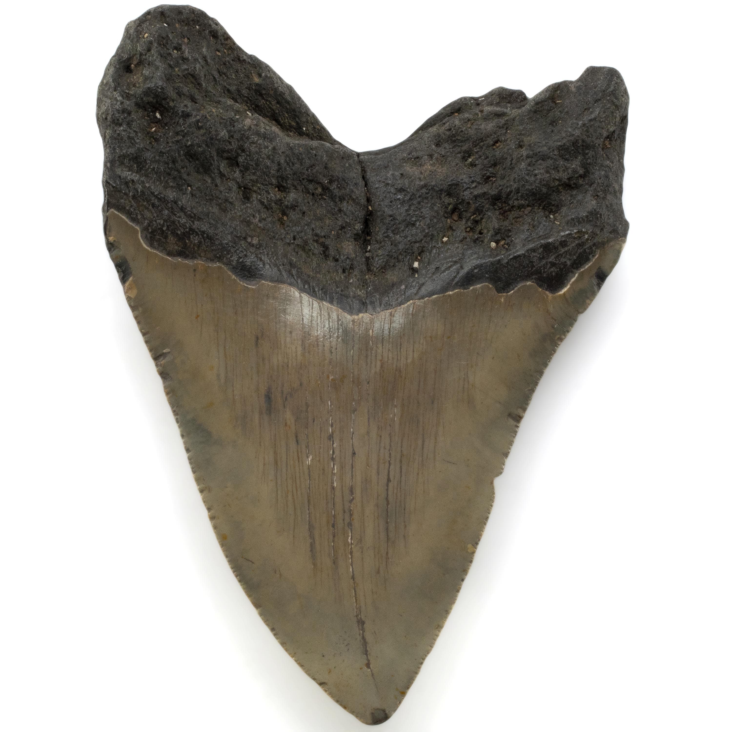 Kalifano Megalodon Teeth Megalodon Tooth from South Carolina - 4.9" ST3200.024