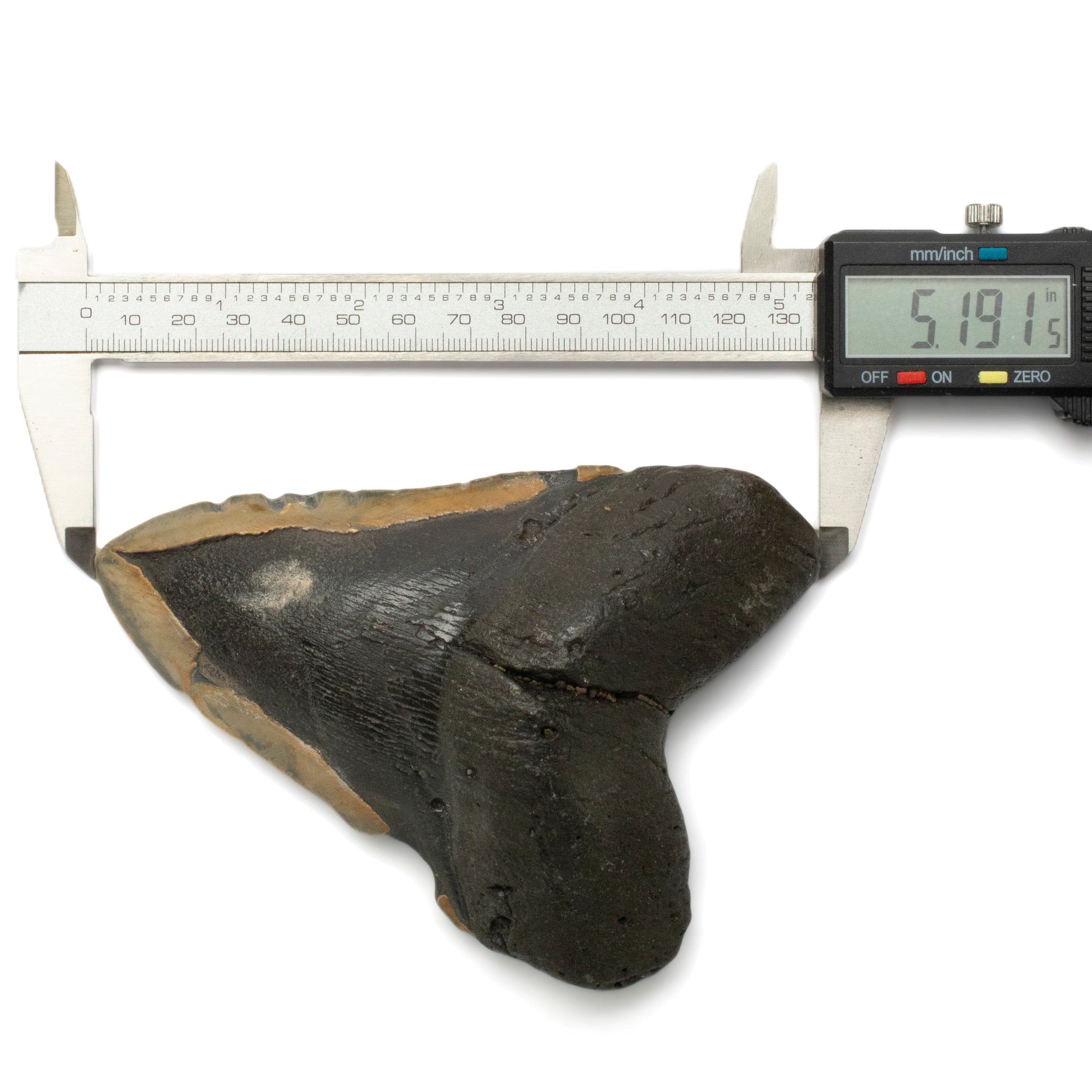 Kalifano Megalodon Teeth Megalodon Tooth from South Carolina - 5.2" ST1900.004